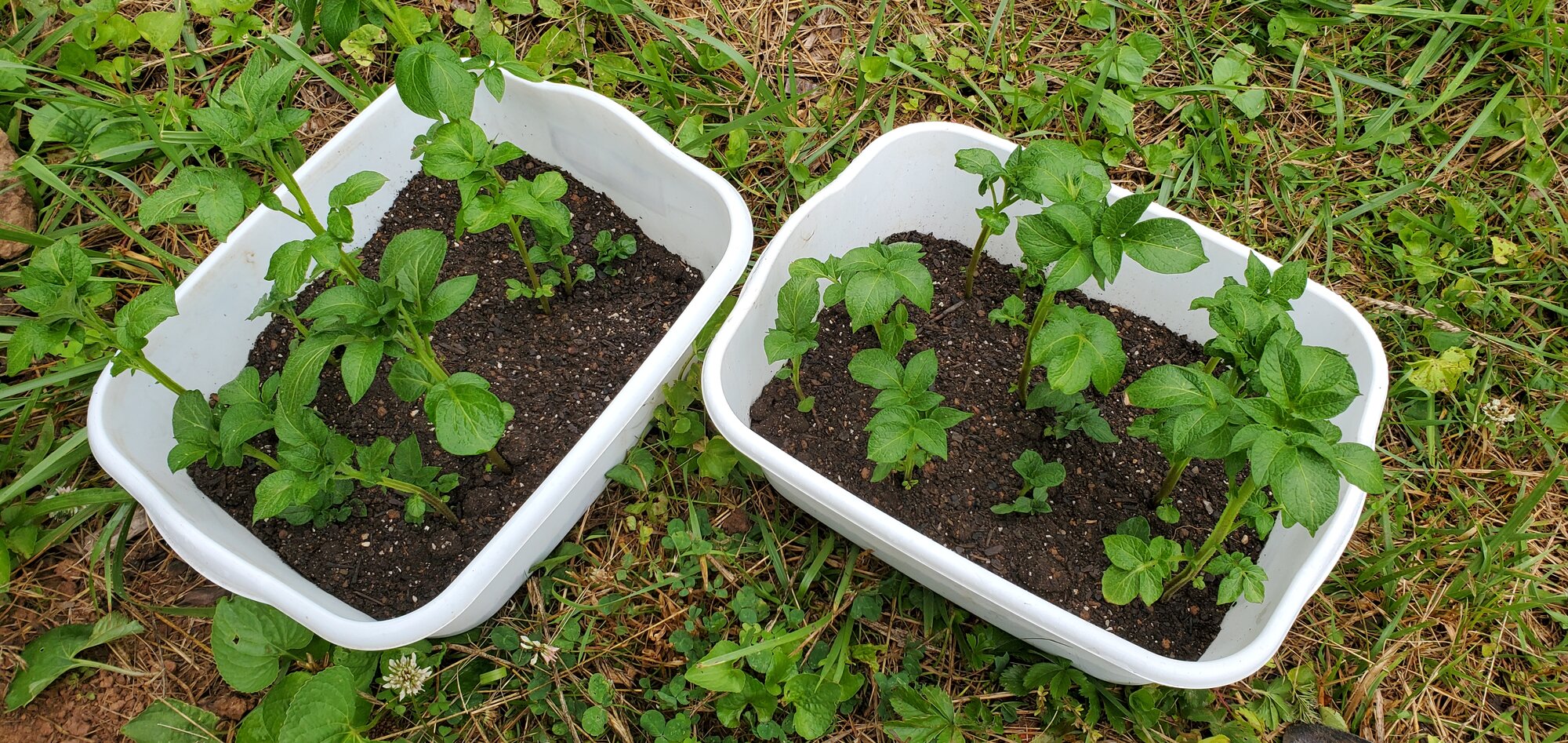 Potatoe plants grown from Potatoe Eyes