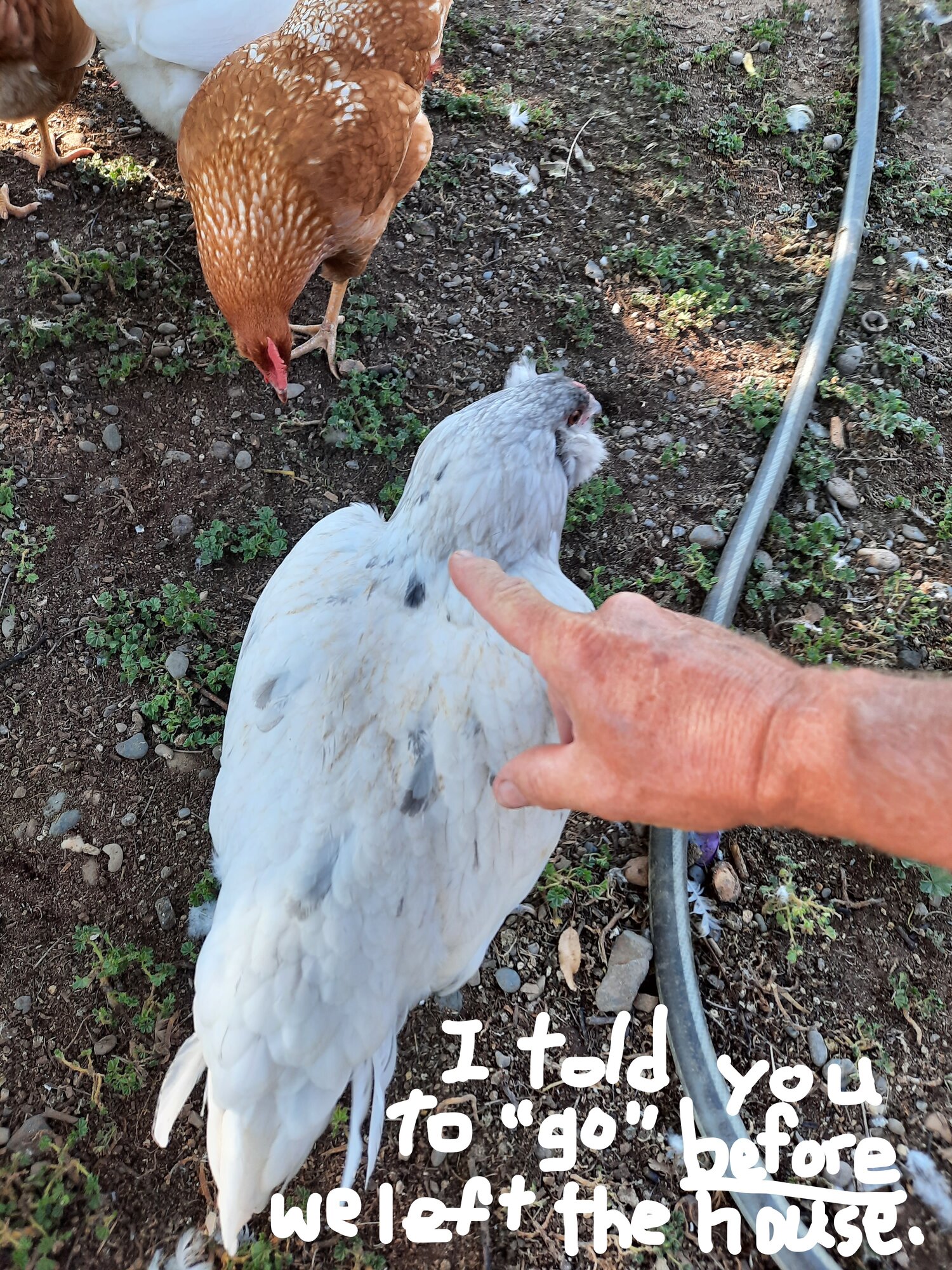 Poultry Shaming 267.jpg