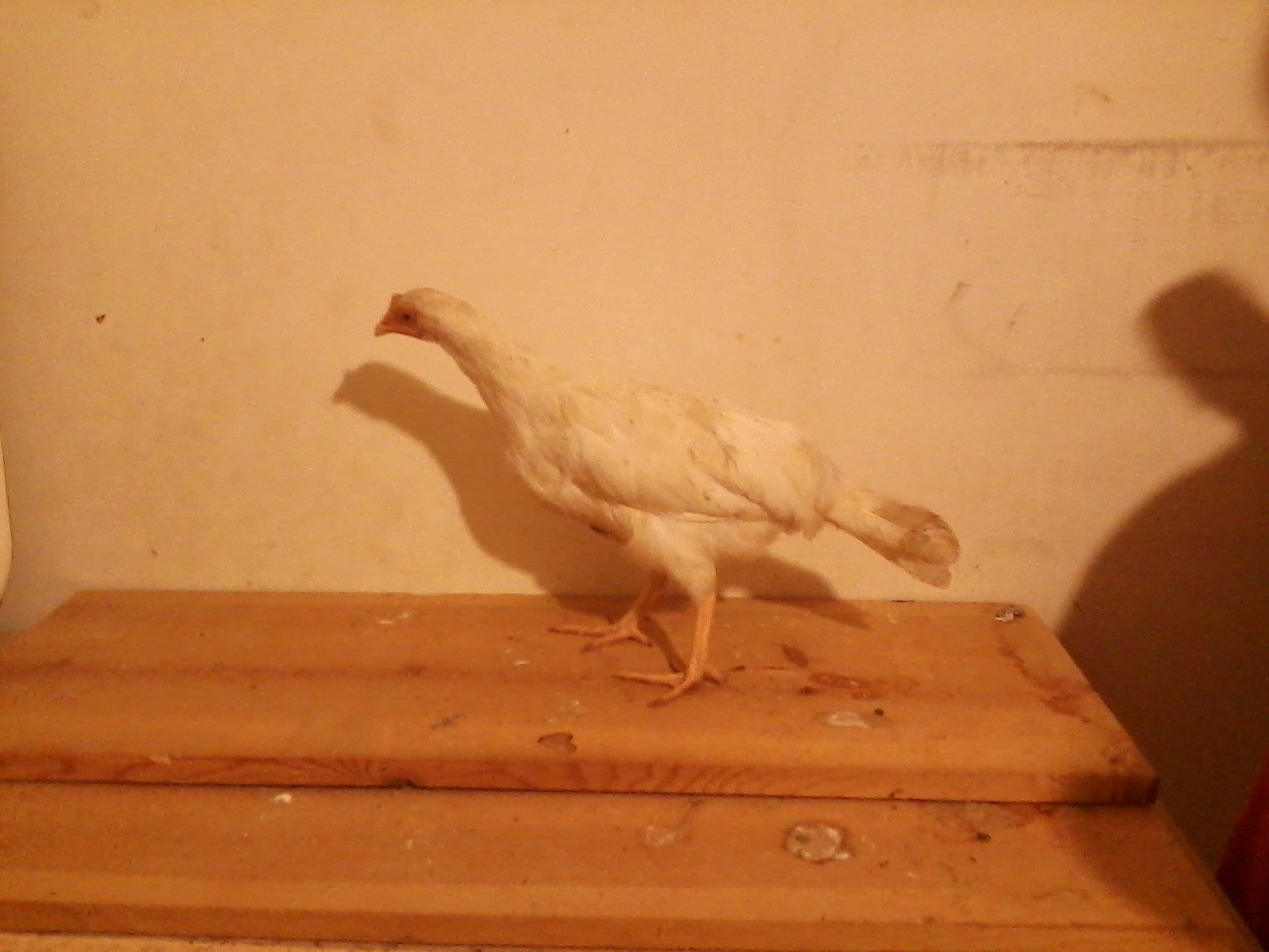Raggedy Ann, a White Leghorn pullet approximately 15 weeks old.