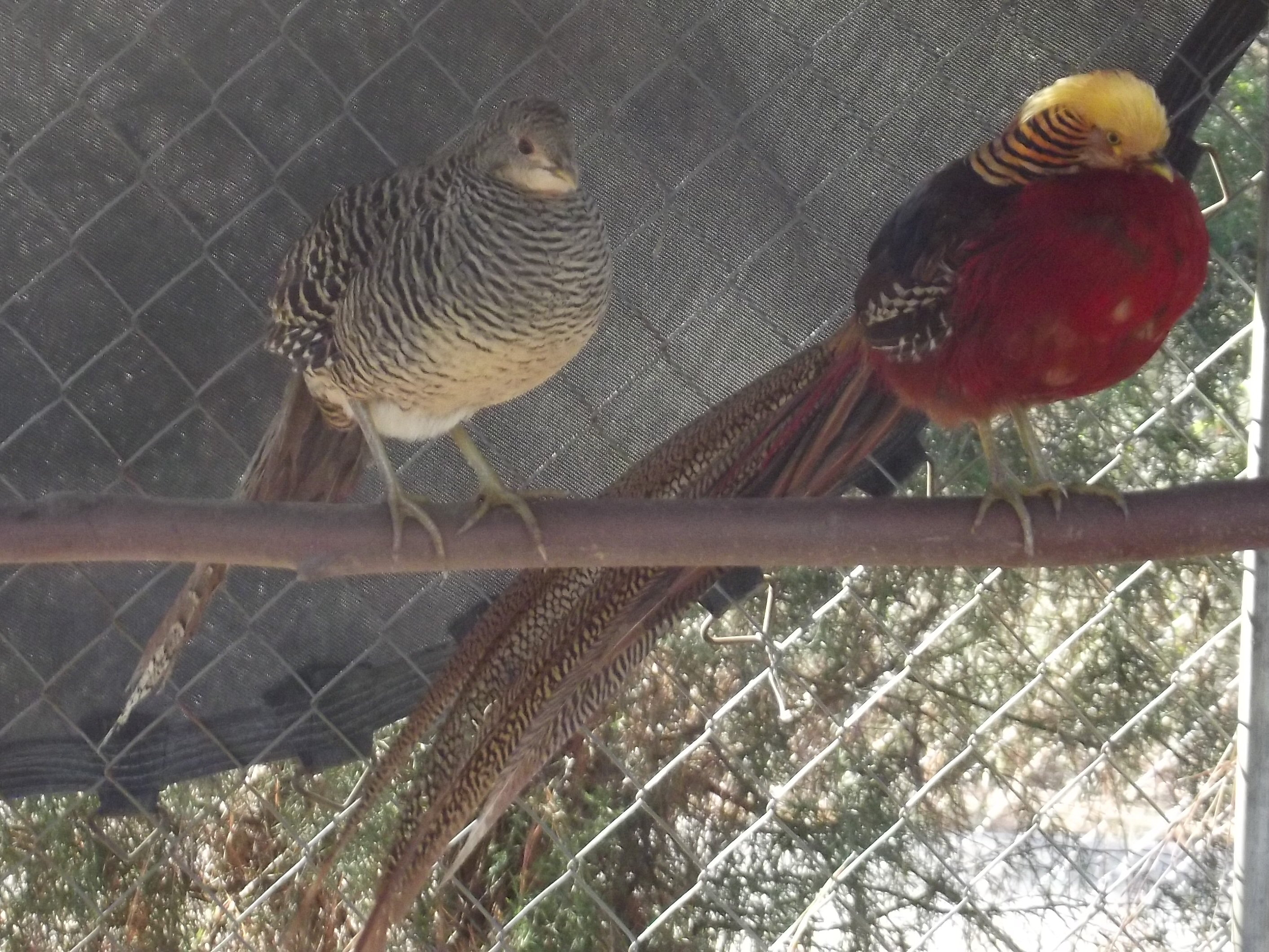 Red Gold Pheasants.