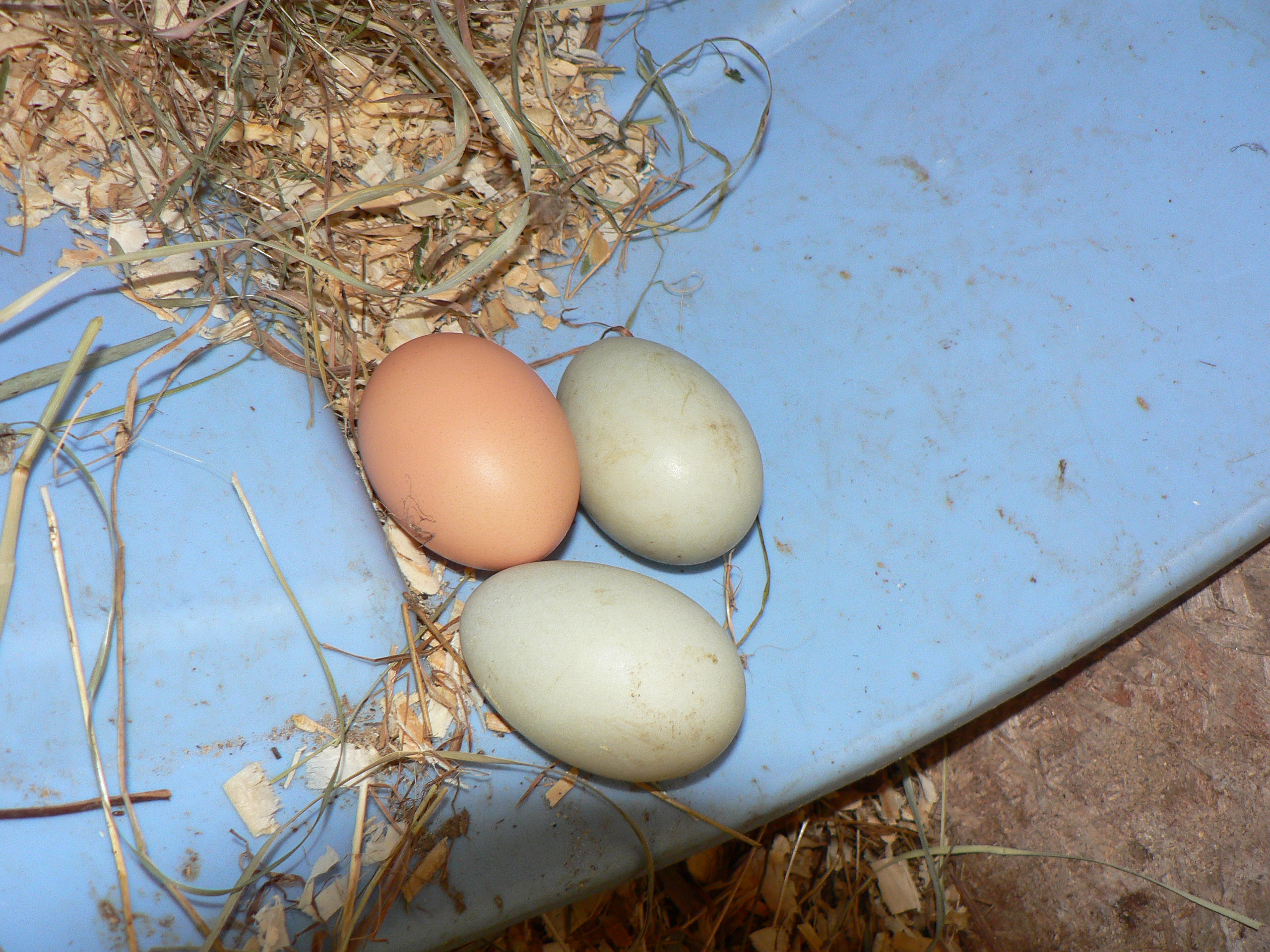 RIR egg with 2 duck eggs