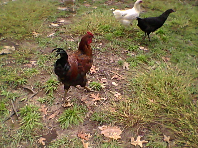 Road Runner free ranging with some of the hens.
