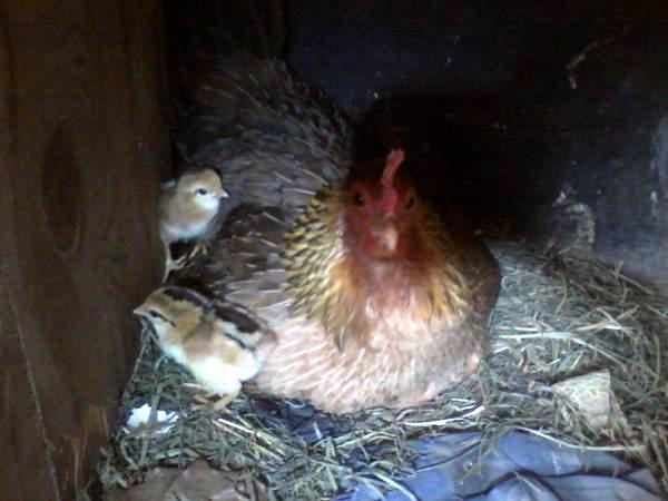 Ruby and 2 of her chicks.