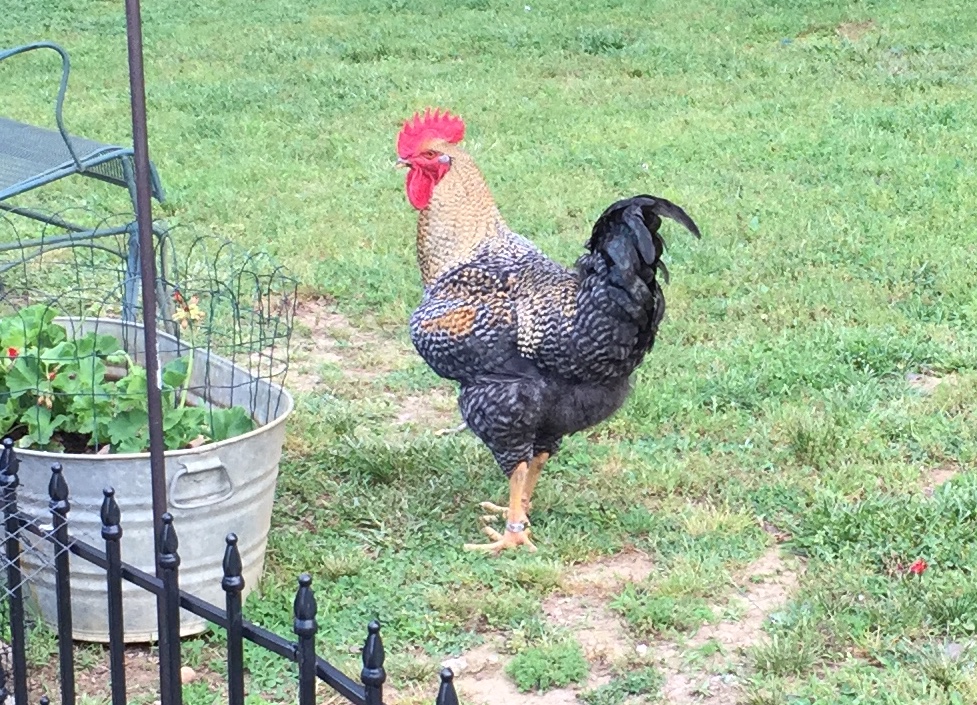 Rusty at 16 weeks old | BackYard Chickens - Learn How to Raise Chickens