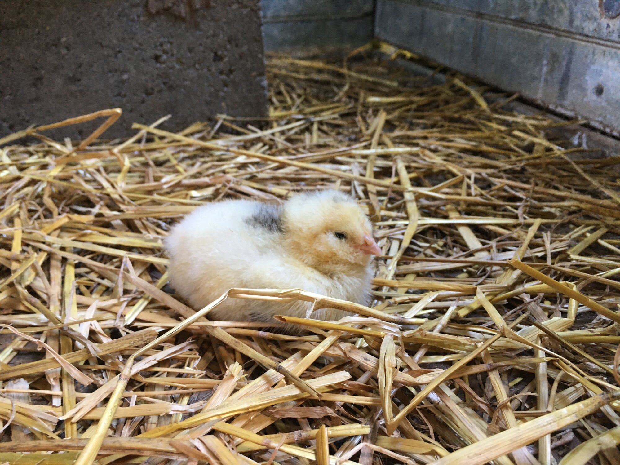 Salmon faverolle chick