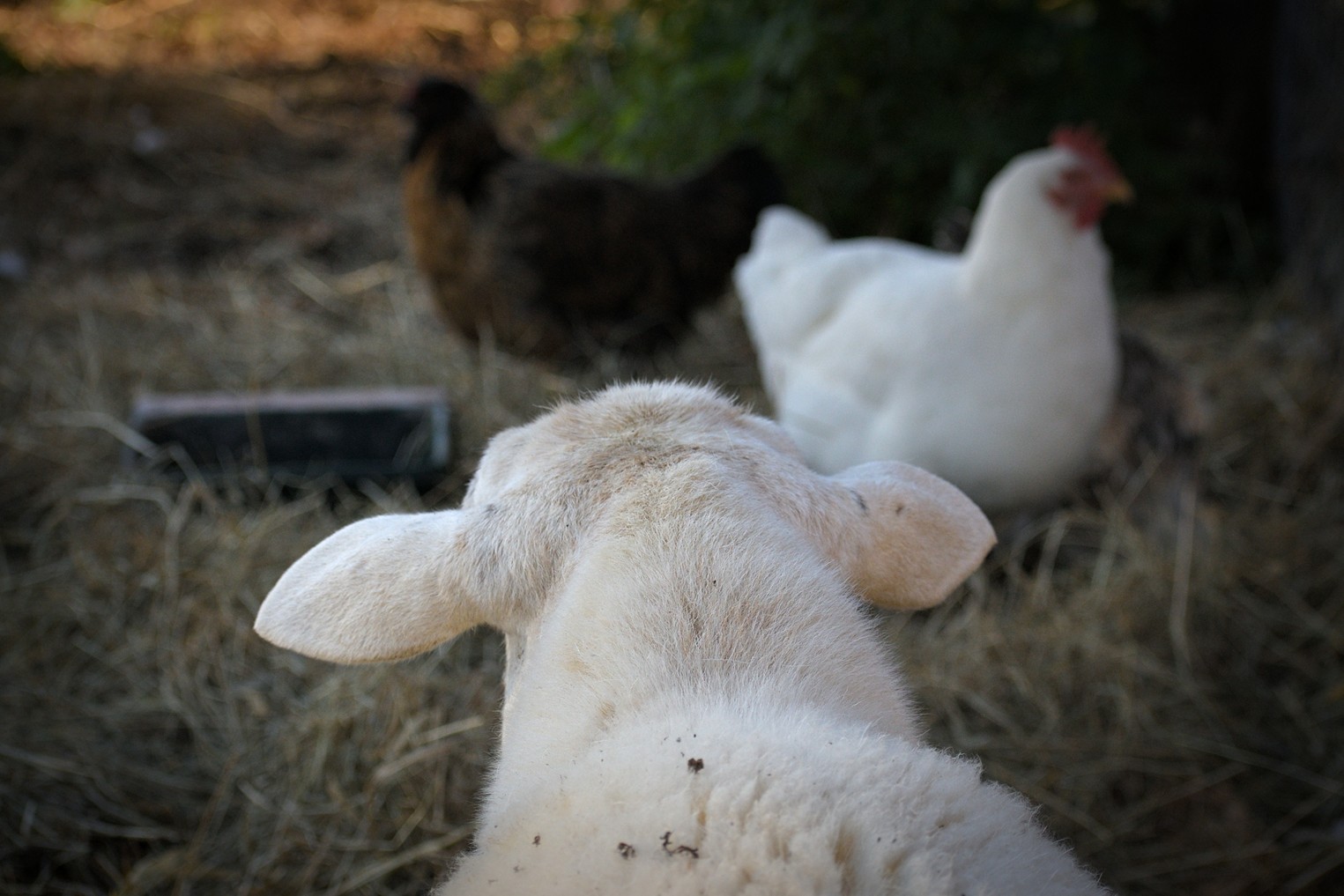 Sheep 'n' chickens