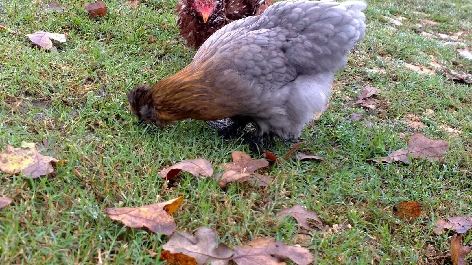 Silkie Cochin X- Hen | BackYard Chickens