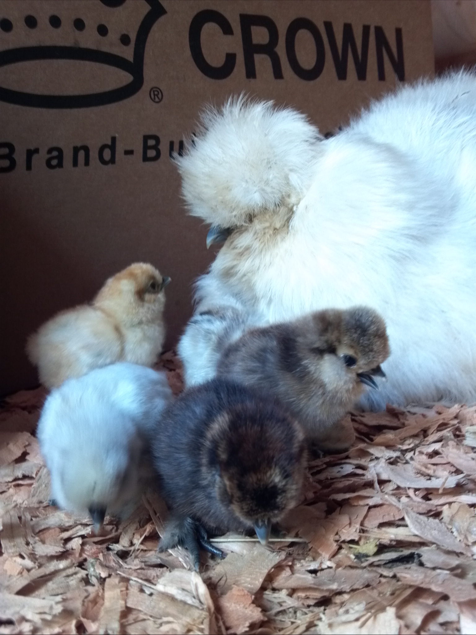 Silkie mama and a few babies.