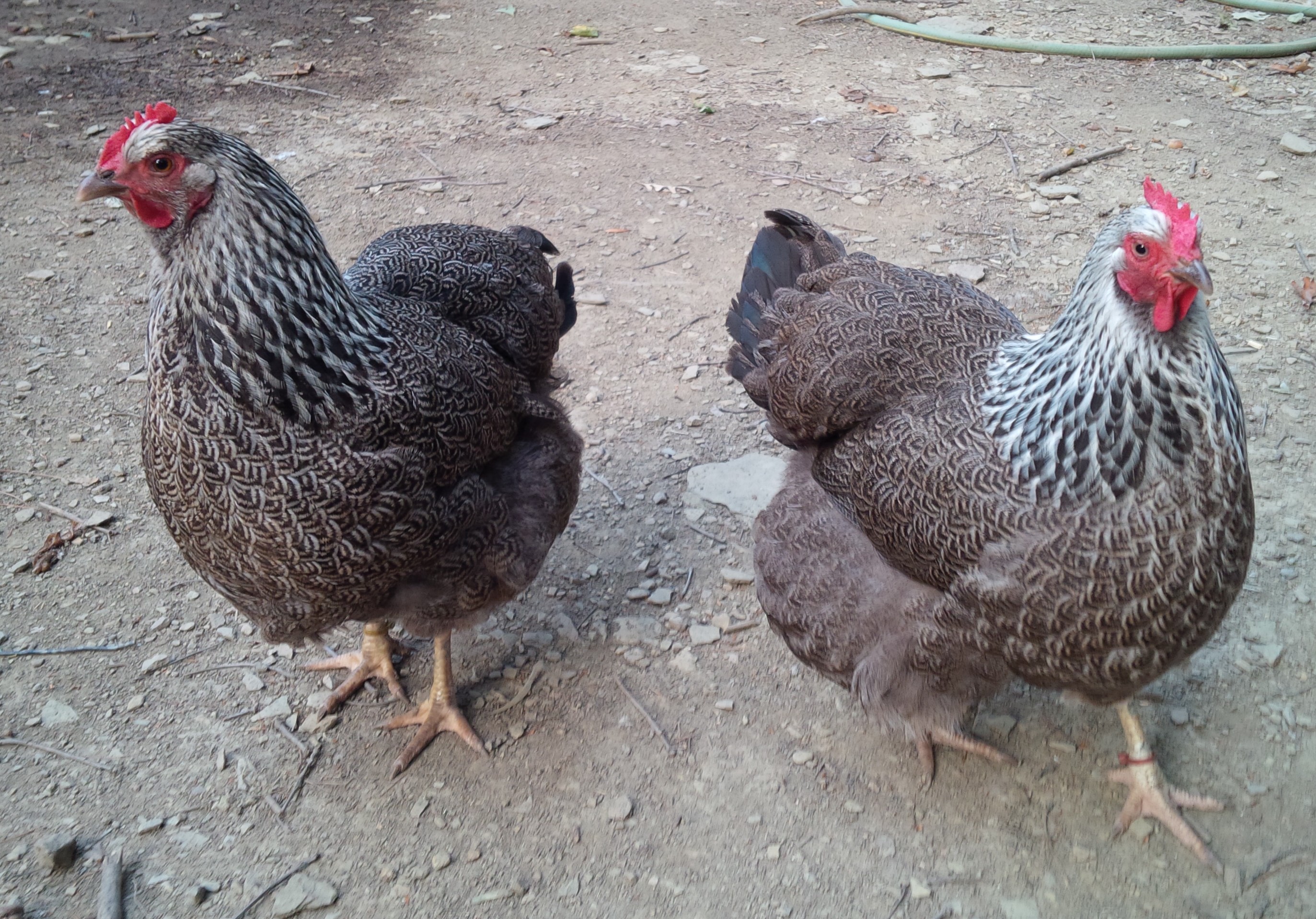 Silver pencil rock hens