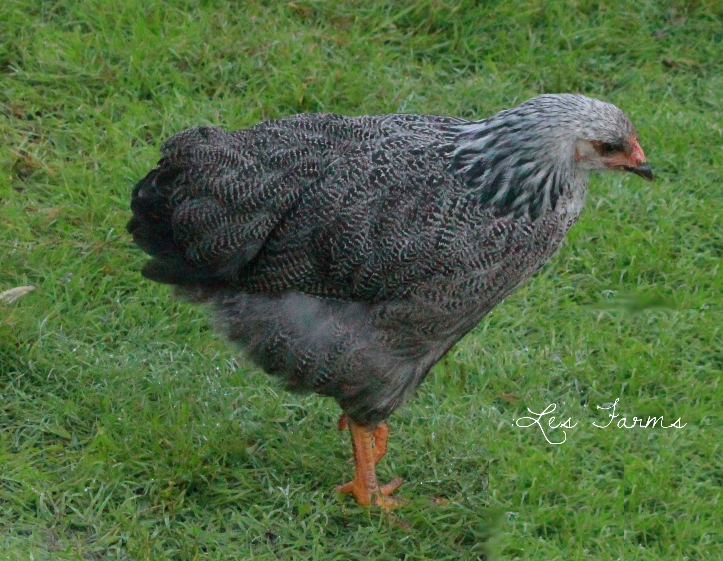 Silver Pencilled Plymouth Rock Pullet - 11 weeks