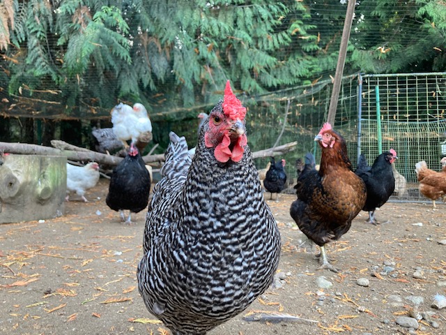 Some of our flock!