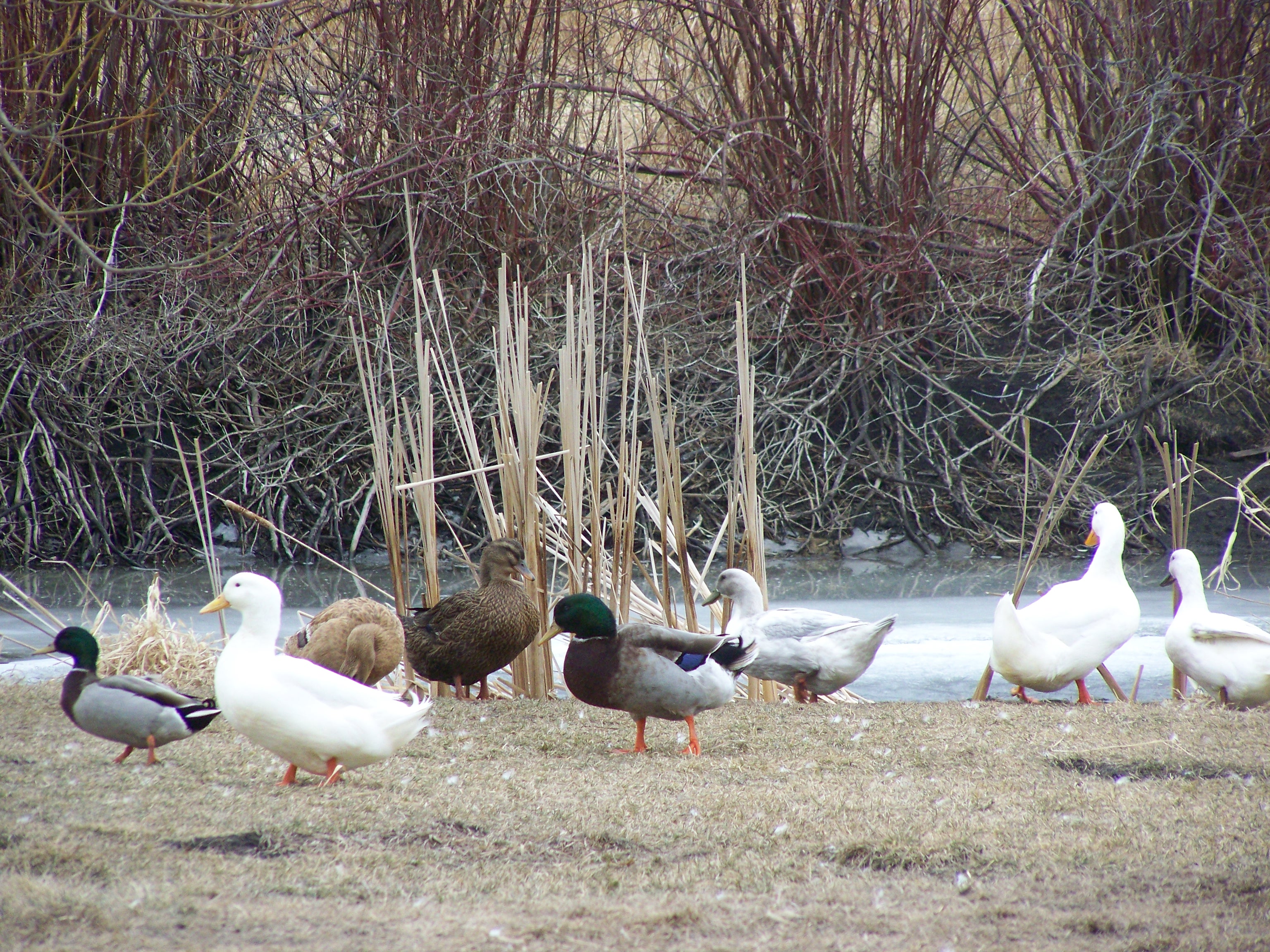 Spring thaw...ducks got first dip into pond.