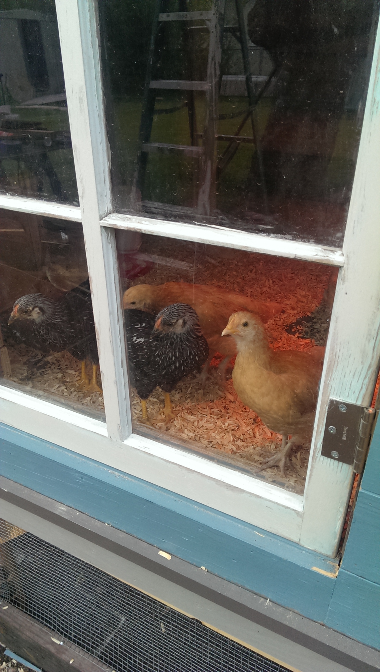 The chicks are loving their window