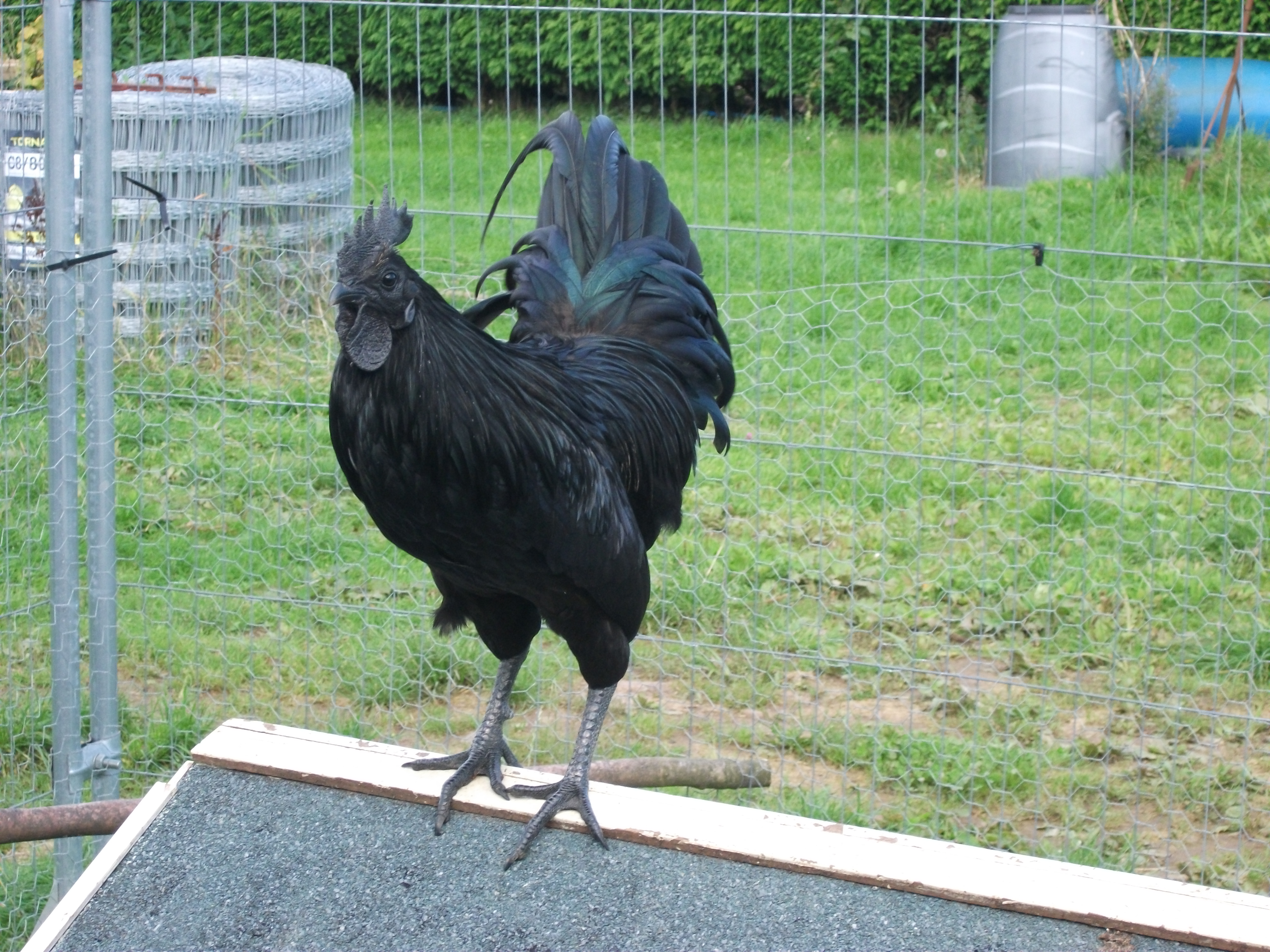 the first Ayam Cermani i'm happy to breed from.