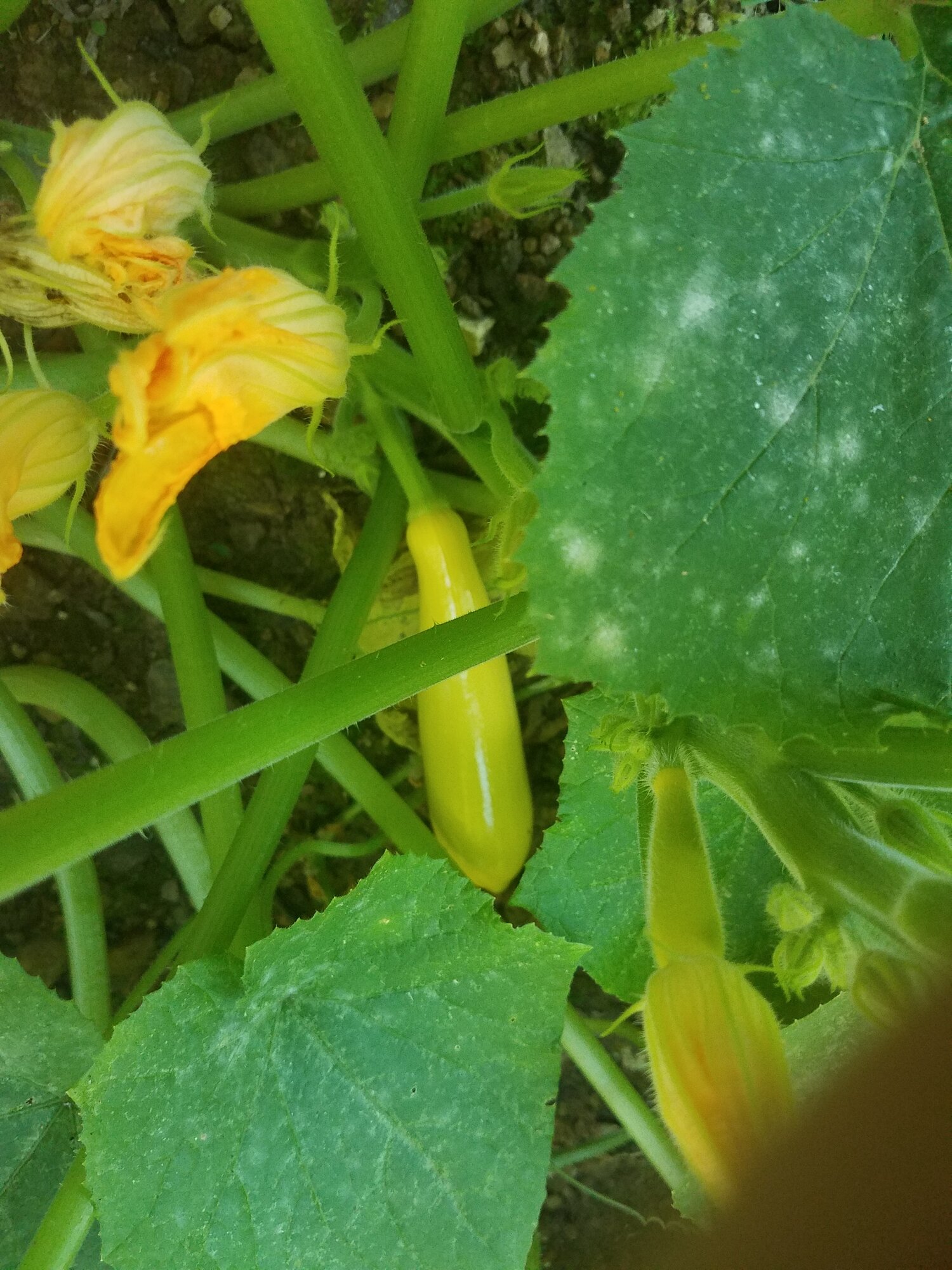 The first Zucchini squash | BackYard Chickens - Learn How to Raise Chickens