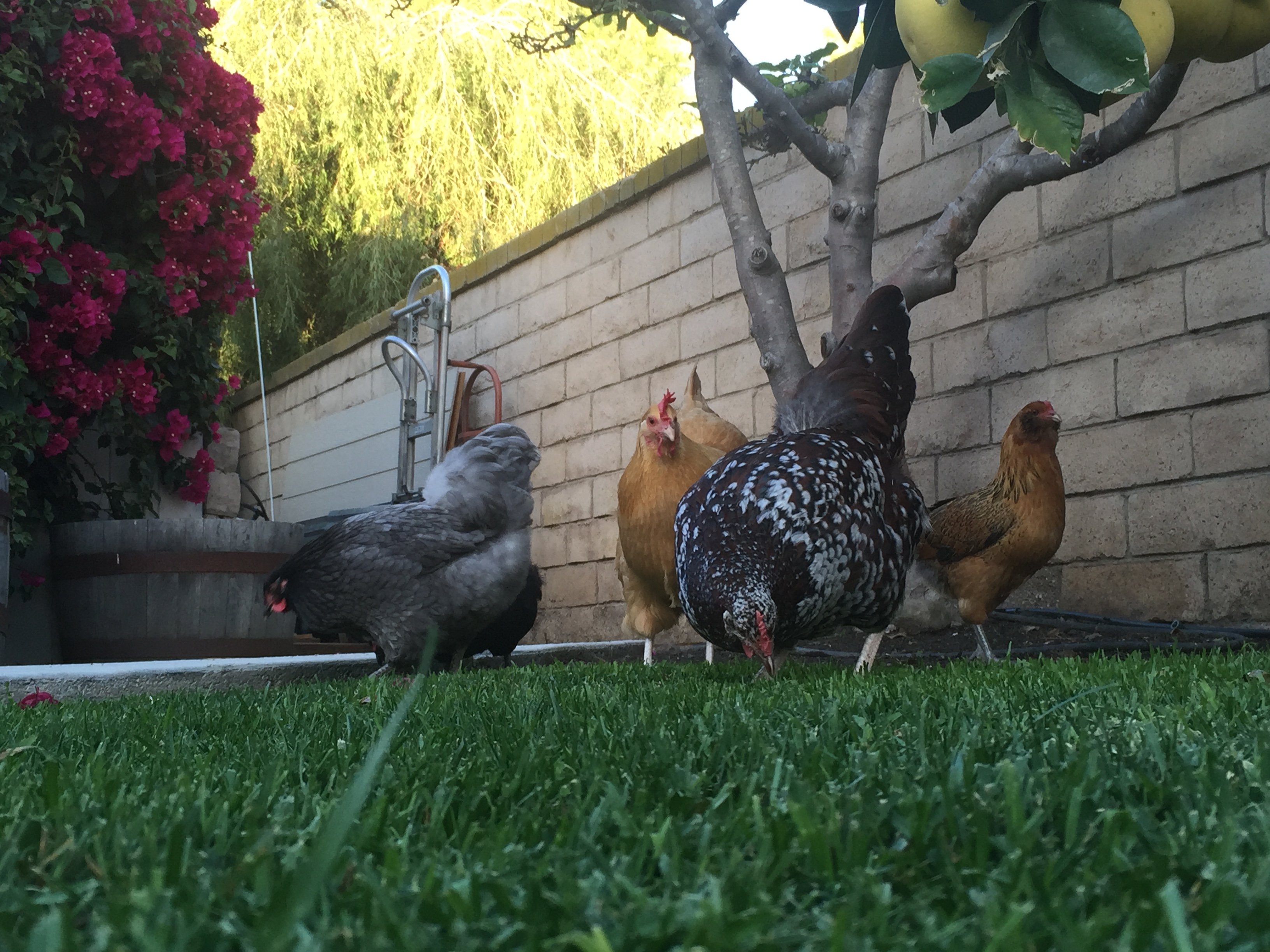 The new girls (and Sunny, the Buff Orpington)! Chanel (Blue Wyandotte), Patrick (Speckled Sussex), Lana (Brown Red Ameraucana), and Judy (black/Jersey Giant)