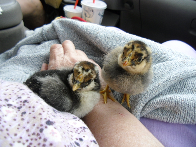 The peeps sitting on me enjoying the ride home.  6/13/13.   Prince is to the front.  A silver Laced Wyandotte cockerel and Queenie on the left, a Gold Laced Wyandotte hen.