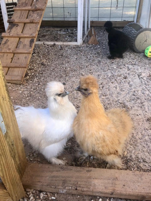 The Silkie Standoff