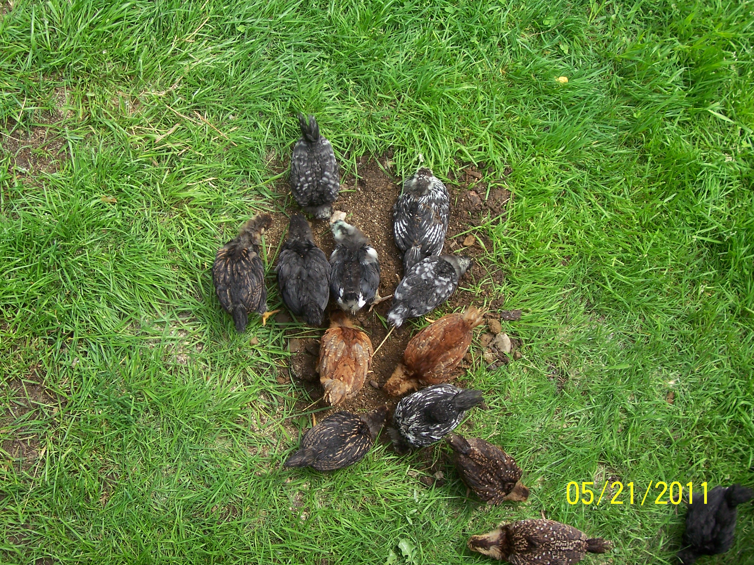 Their first day outside...