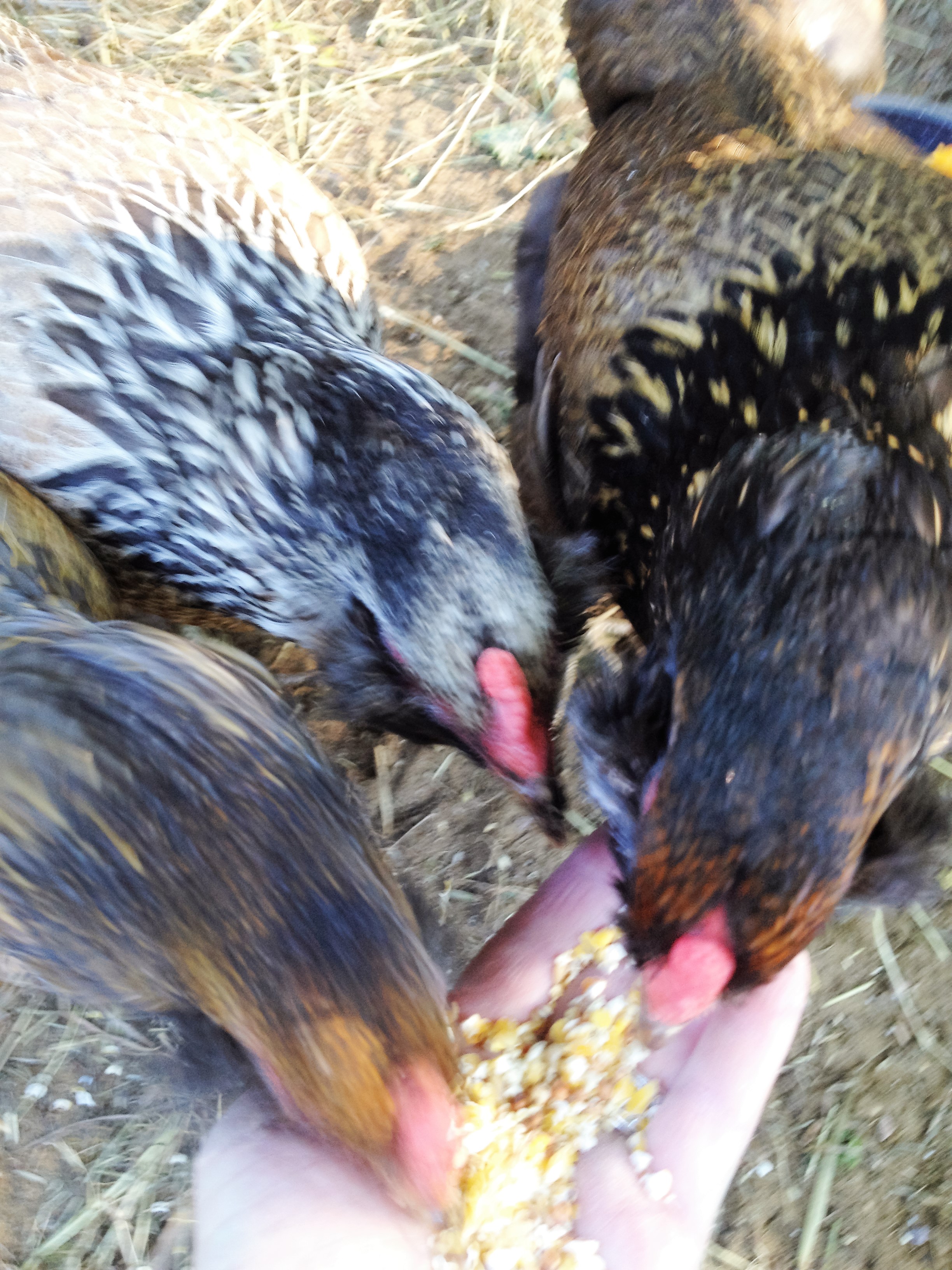 They do love cracked corn, don't they!
