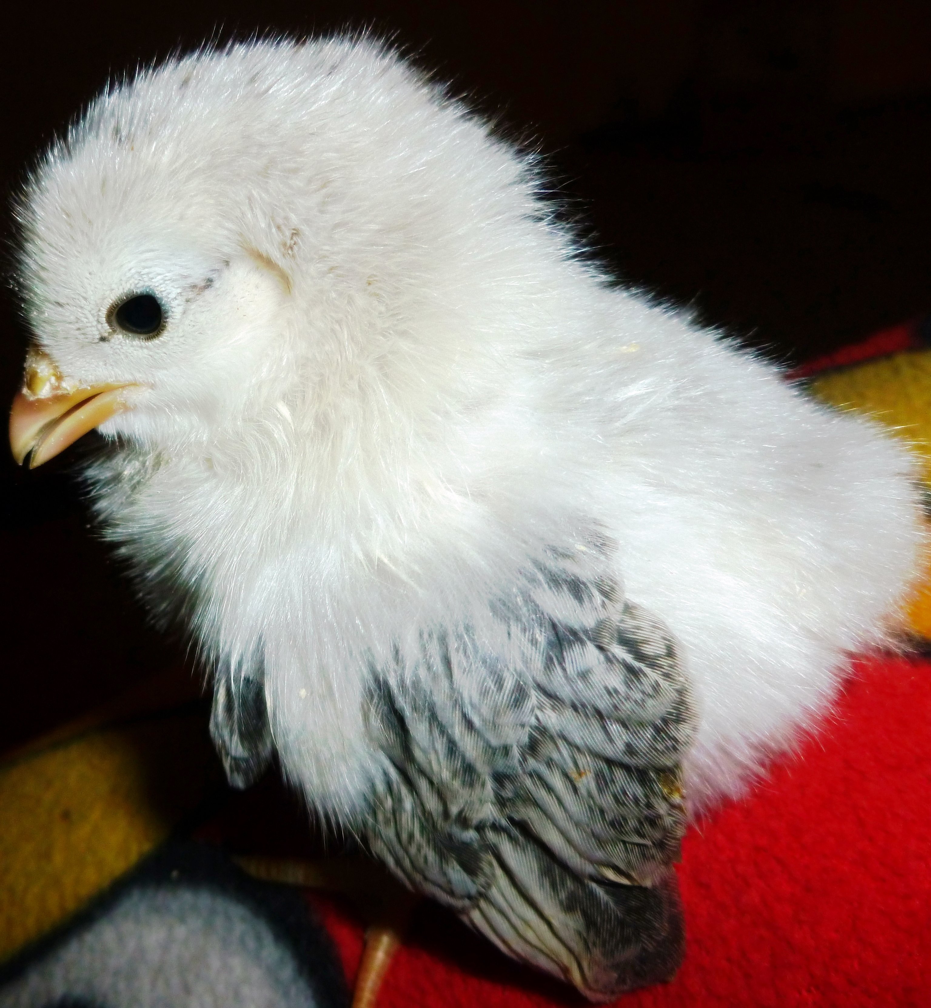 This chick is now grown and added to the selected hens for the 2014 breeding season, we will be posting all 2014 breeding stock in a new album soon. We named her "Olive" and she was able to make it into the breeding coop.