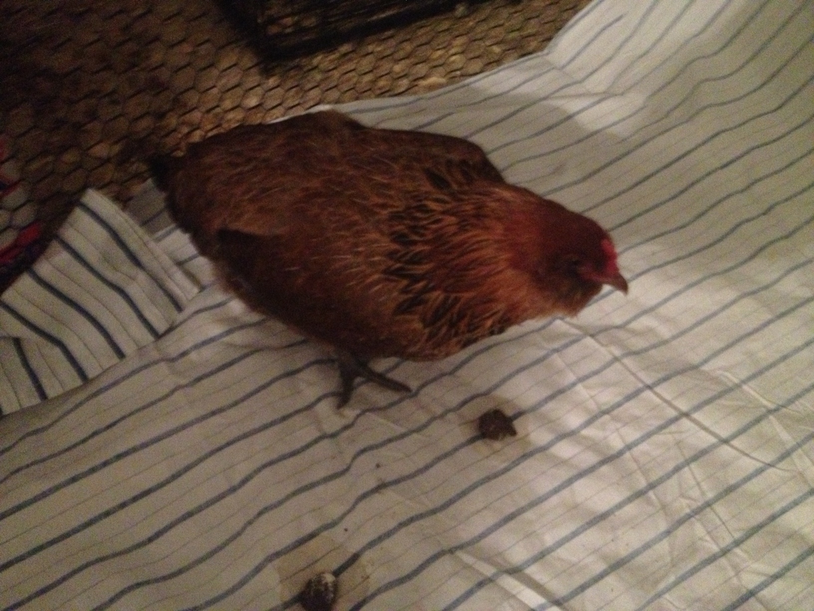 this here is my ameraucana hen, Brownie