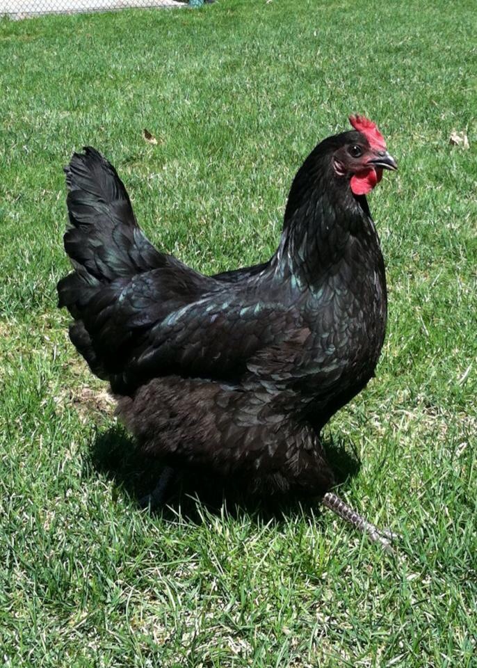 This is Betty Bok Bok, our beautiful Black Australorp. She thinks she owns the place.