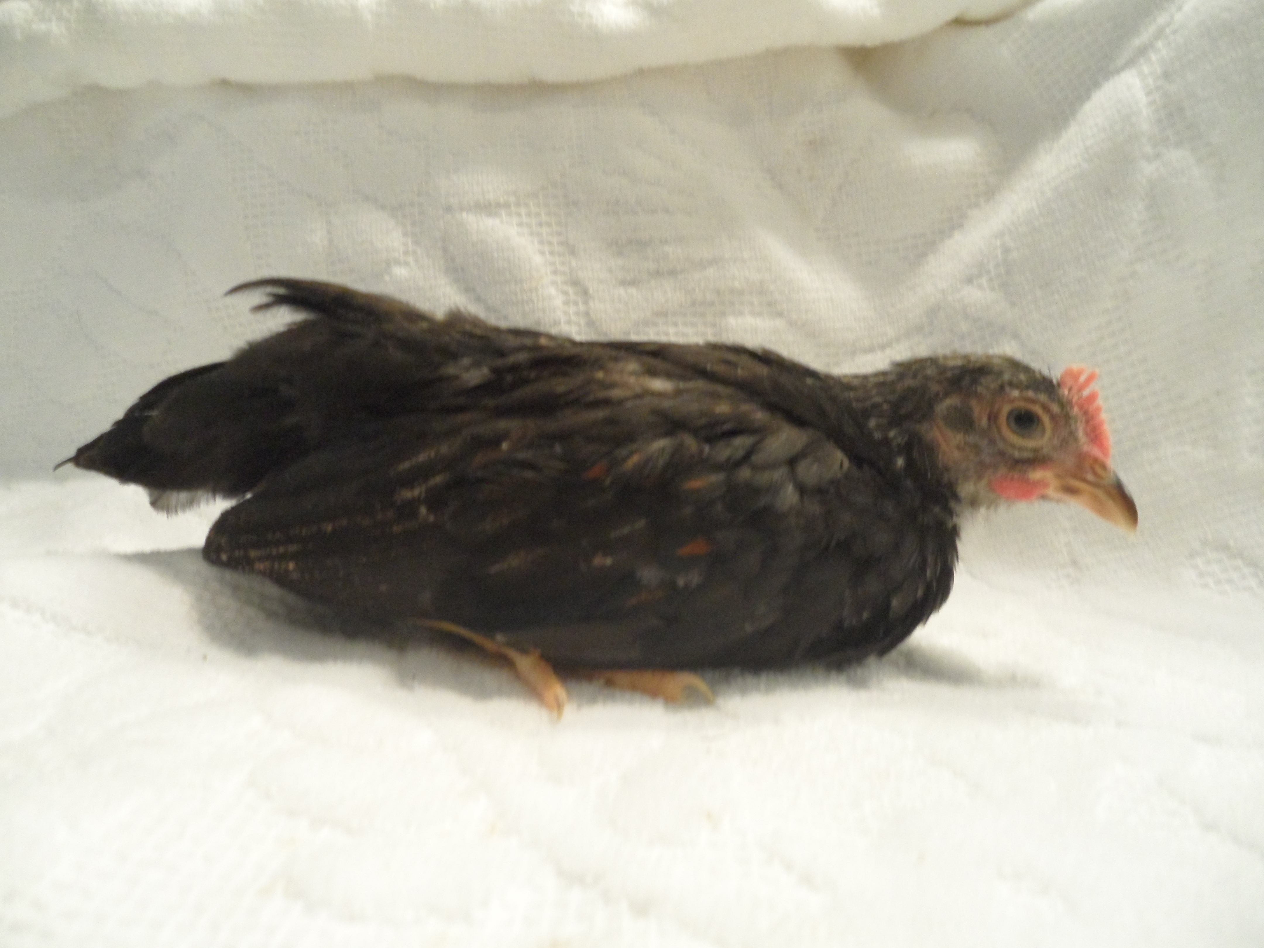 This is "Grandpa." He is the only little Serama roo I have. Lucky him to have 5 little hens all to himself. He was born on Oct. 30, 2012.
