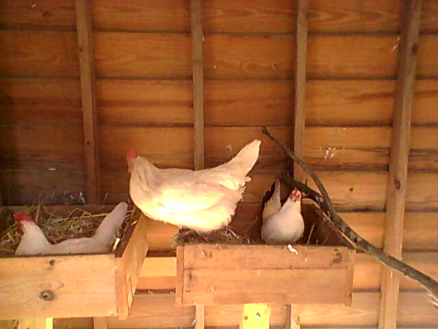 This is inside the coop the hens are doing the nesting box dance, waiting for one to leave the favorite nesting box.