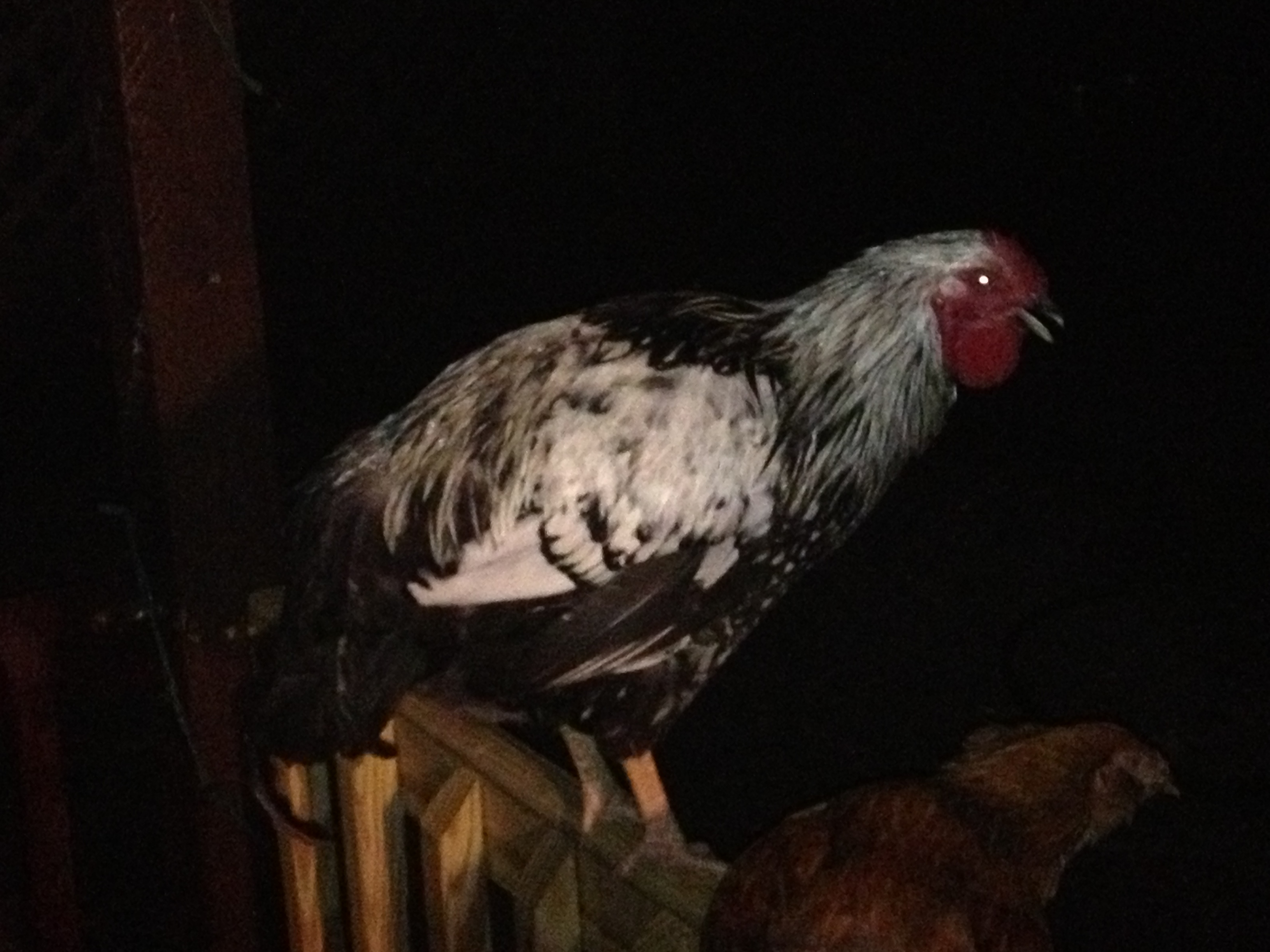 this is silver,
my Silver-laced wyandote rooster