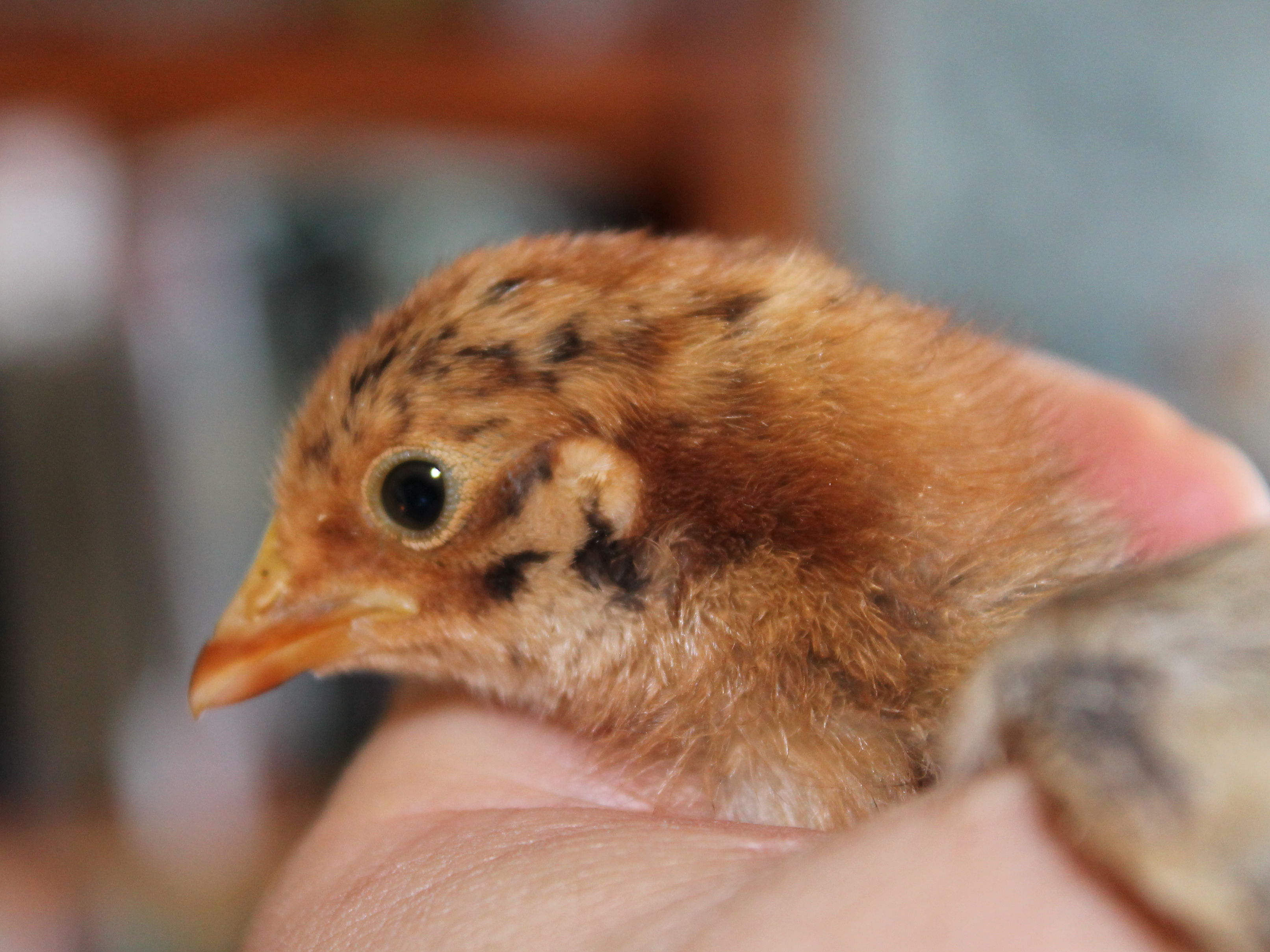 This is sort of an intermediate between the redhead and tiger-faced phases of the Red Quill chicks.