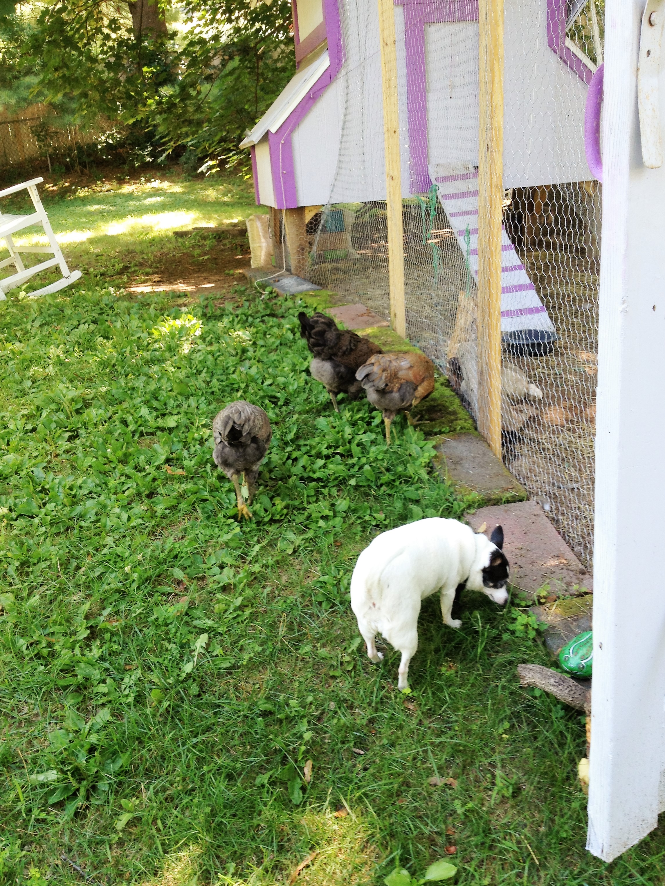 This was one of their first free ranging days. My Chihuahua decided to join the party.