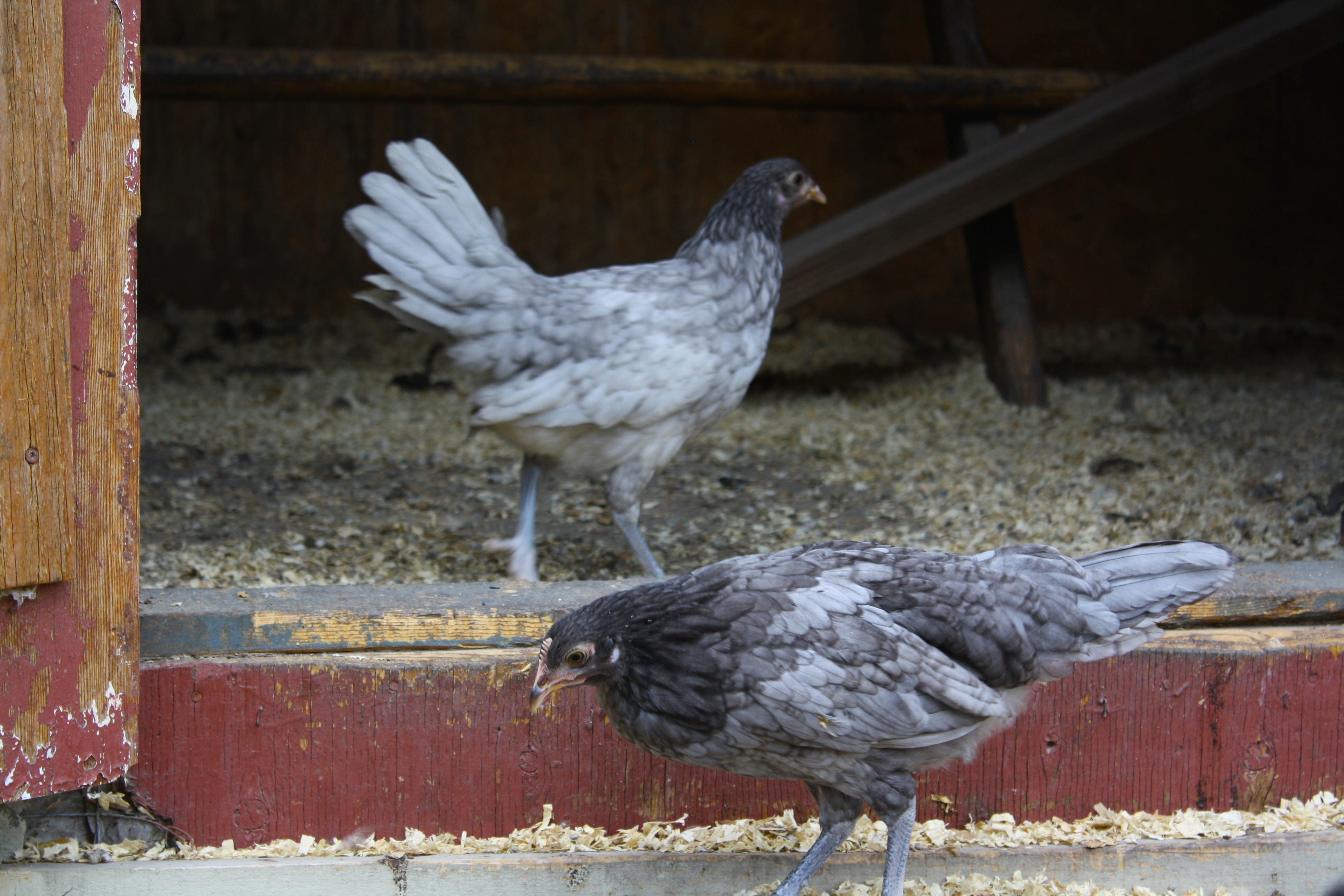 Two of my Andalusian pullets. Very friendly girls and like to fly but stay close to the coop. Haven't had any eggs from them yet.