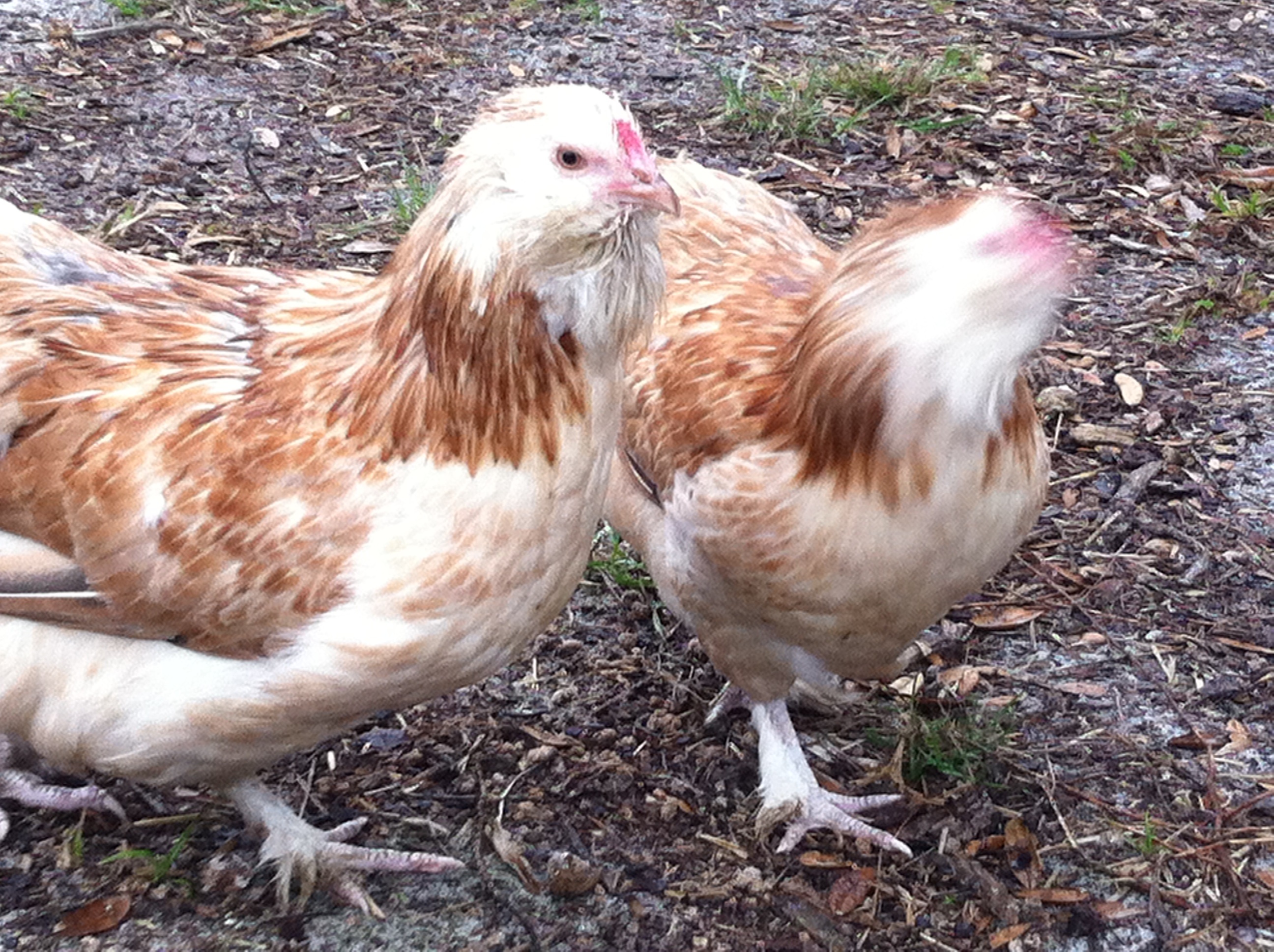 Two Salmon Faverolle Pullets Backyard Chickens Learn How To Raise