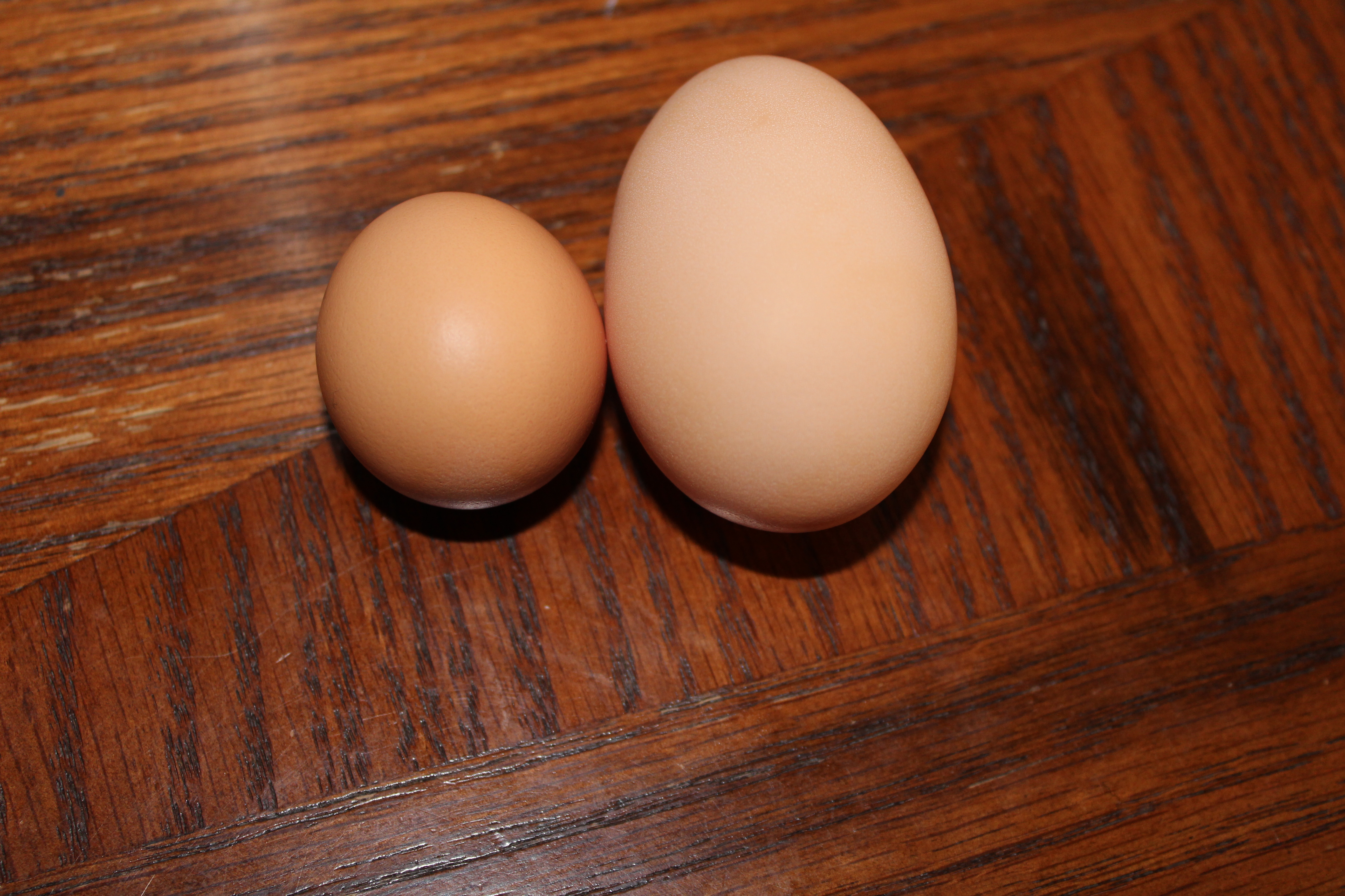 What our "pullet" egg looked like, then a double yolker from our Jersey  Giant. She was