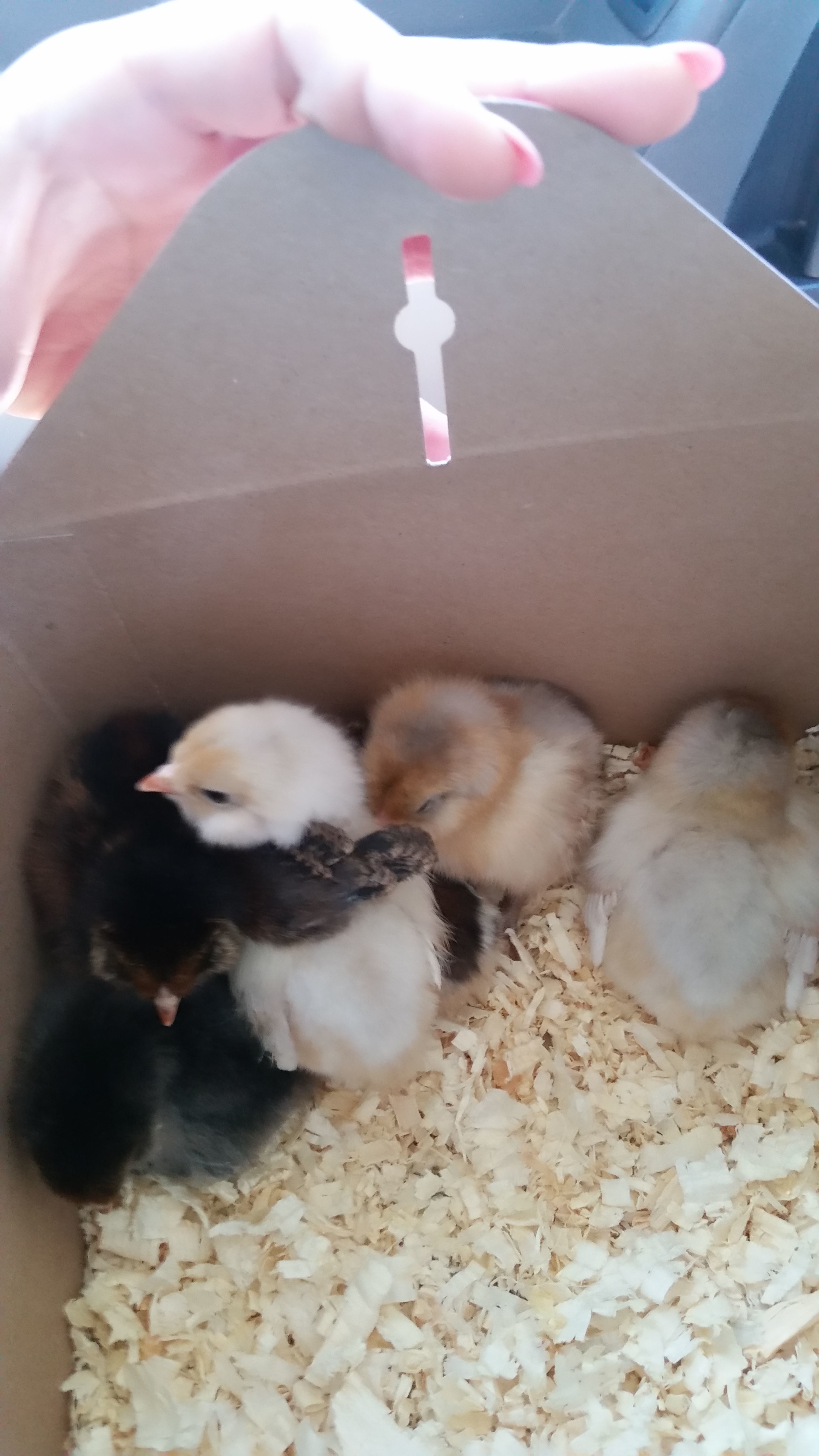 When they first came home in their box