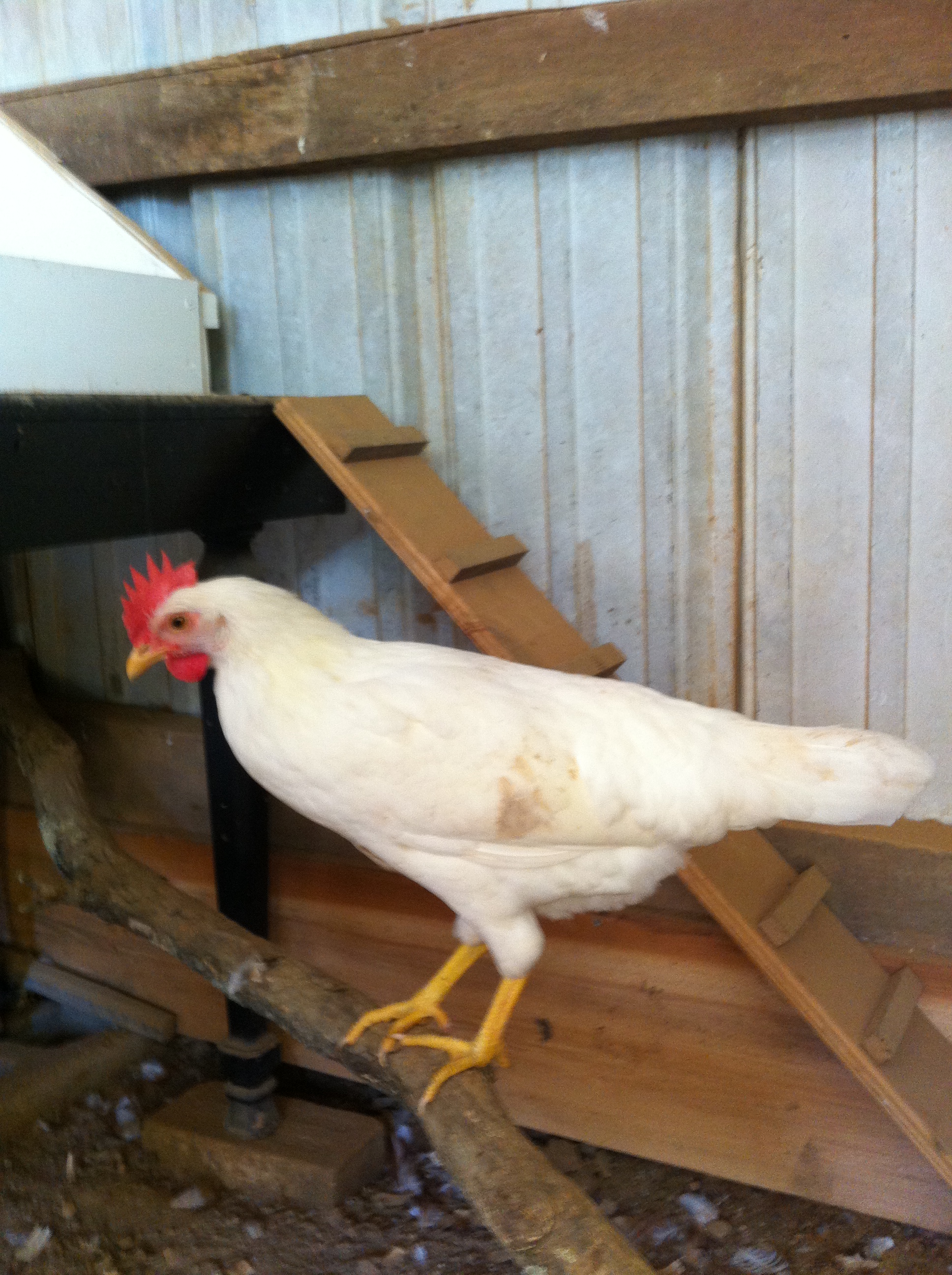 White leghorn 15 weeks-Sandy