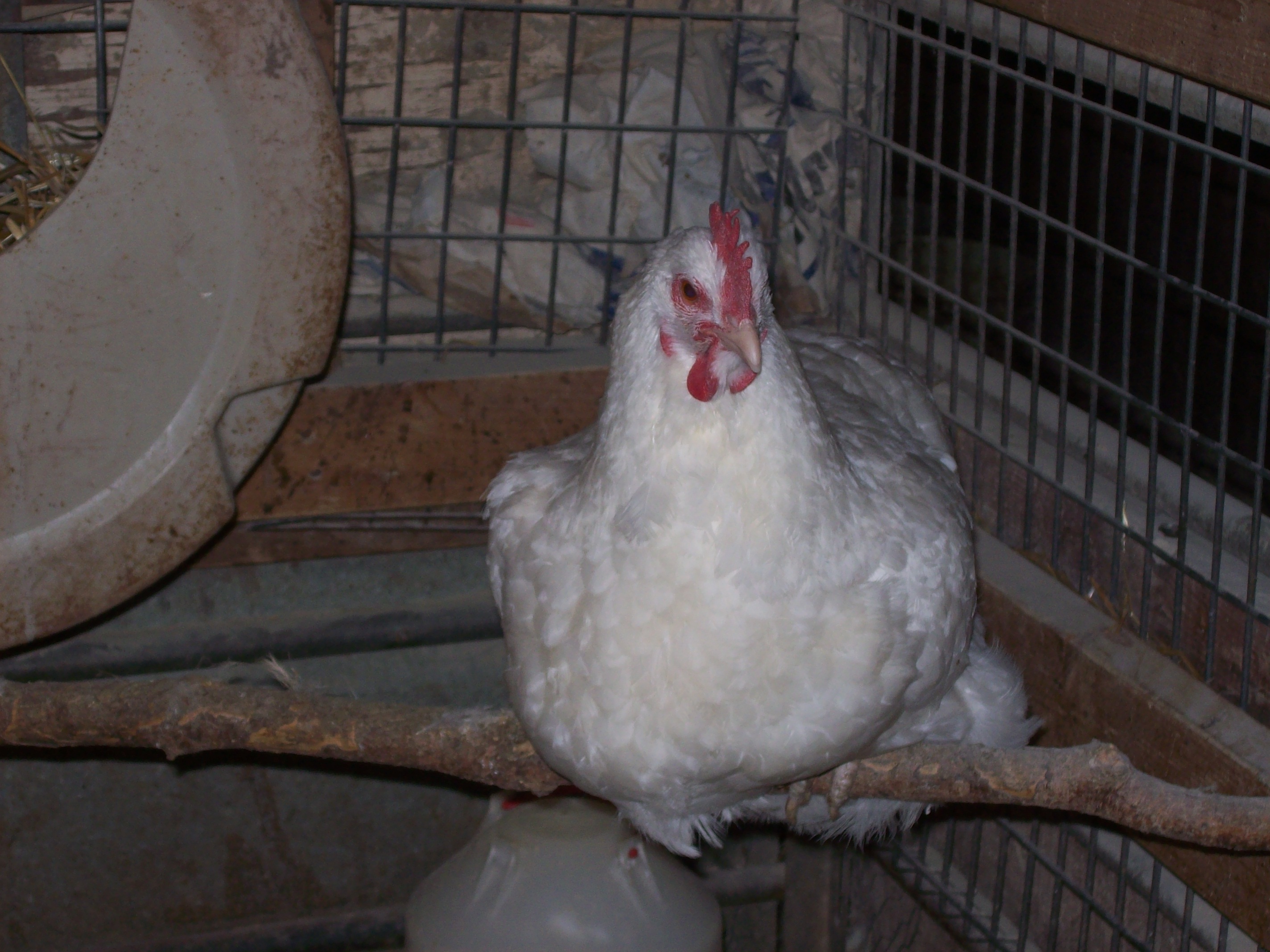 White Orpington Hen BackYard Chickens Learn How To Raise Chickens   Full