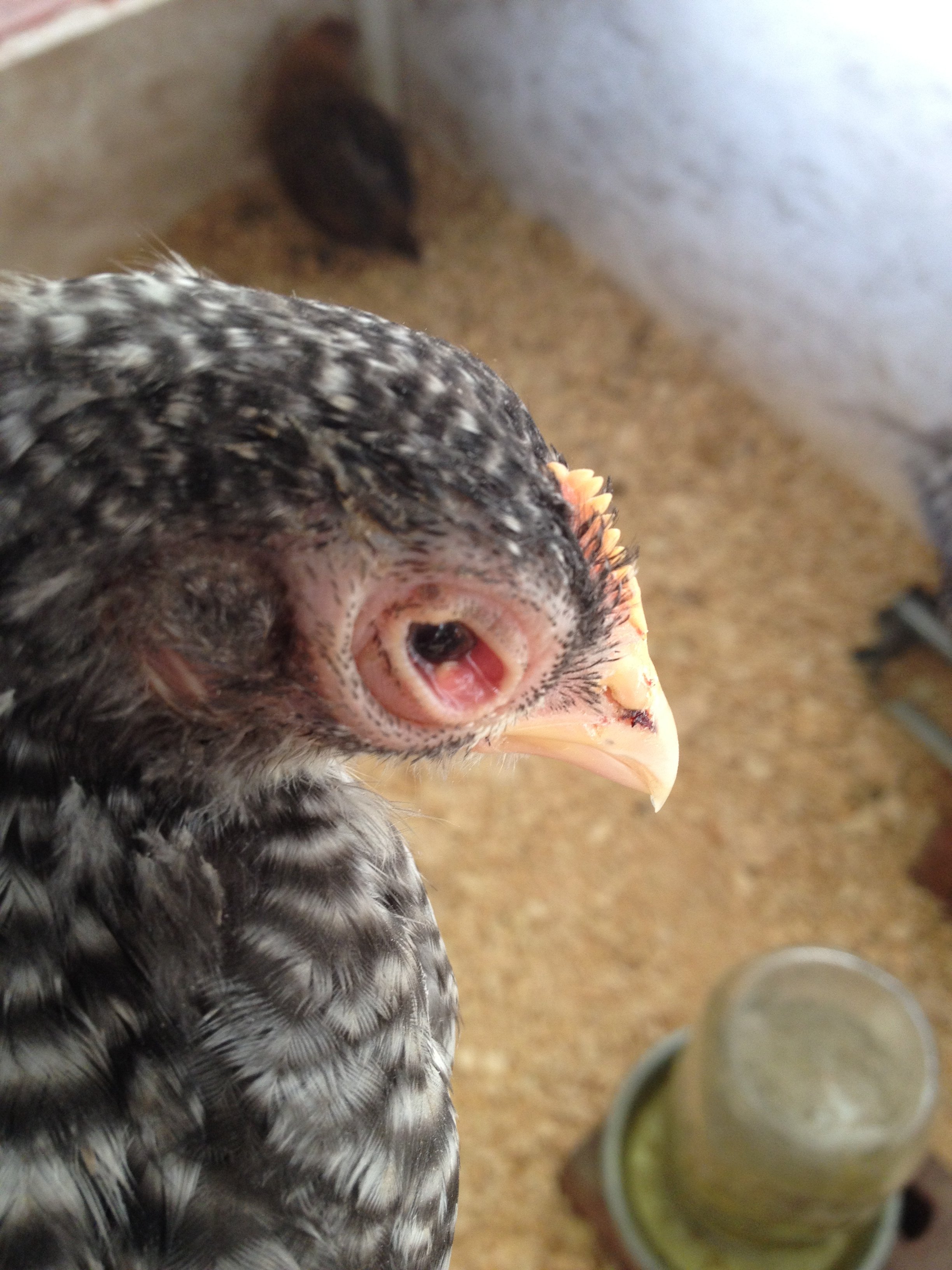 white-thing-in-eye-backyard-chickens-learn-how-to-raise-chickens