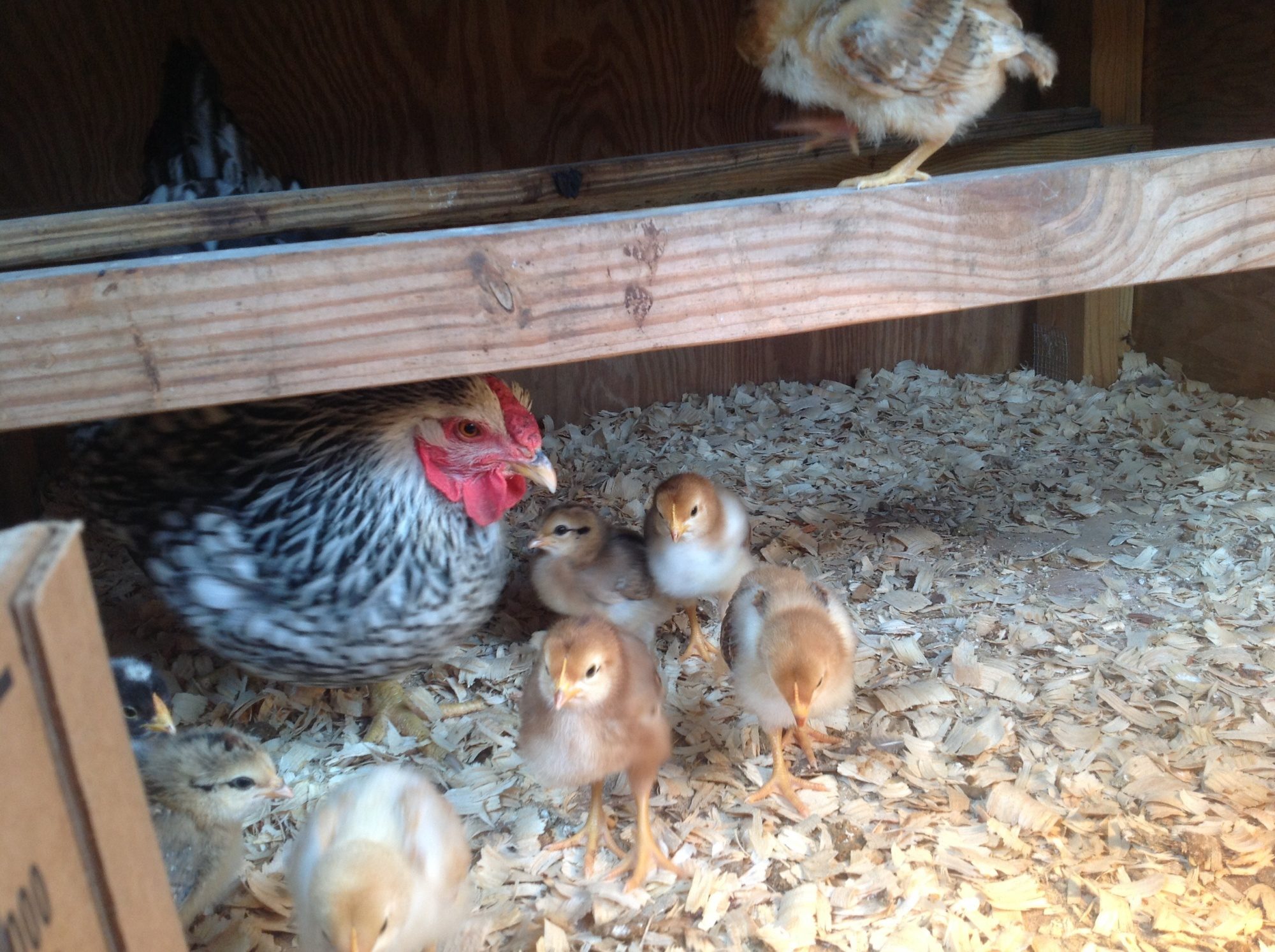 Winter Broody and her chicks