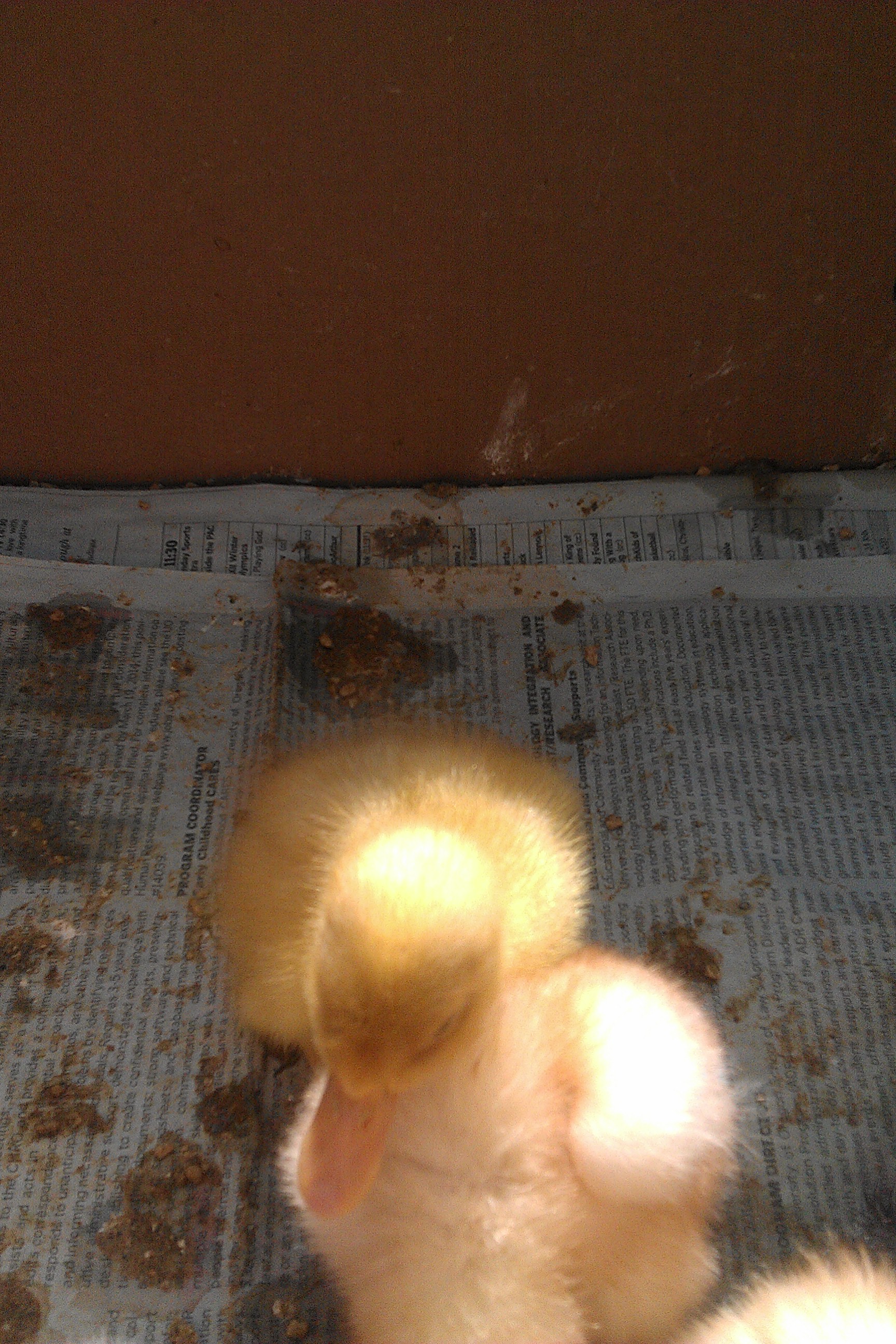 Yellow duckling again