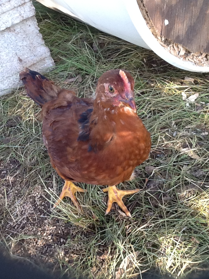 Young rooster