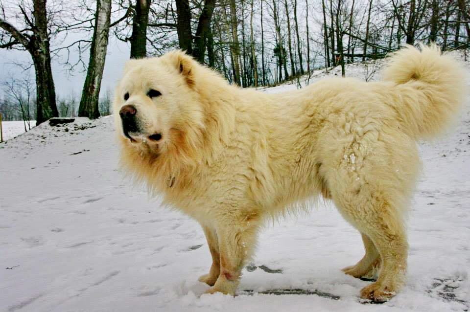 Dog edition. Qafqaz Dog. Itlerin kavkasi. Györgyi Kopekin. Avistiralya dag iti.