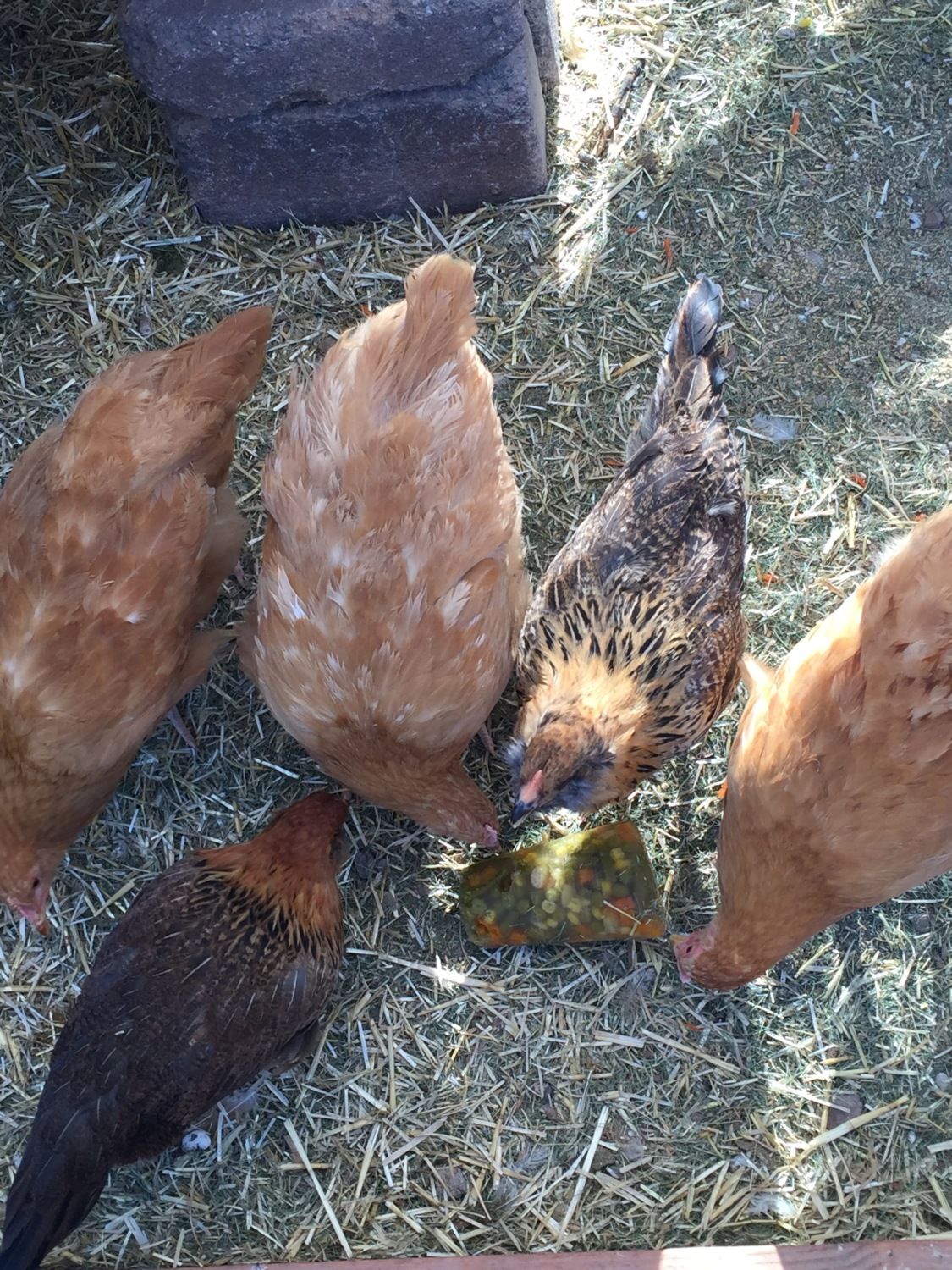 keeping chickens cool in summer heat