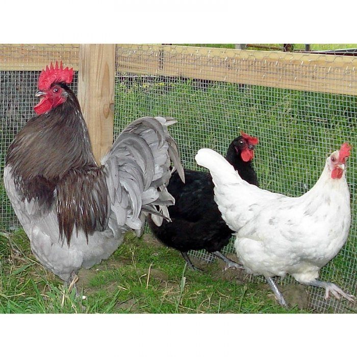 Jersey giant chicken compared to hot sale normal chicken