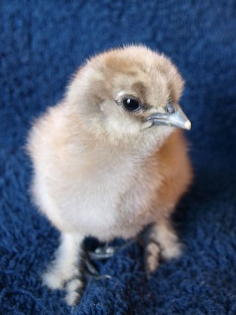 My Newest SILKIE Babies [pics] | BackYard Chickens - Learn How to Raise ...