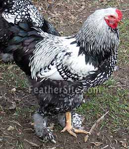 brahma and cochin comparison | BackYard Chickens - Learn How to Raise ...