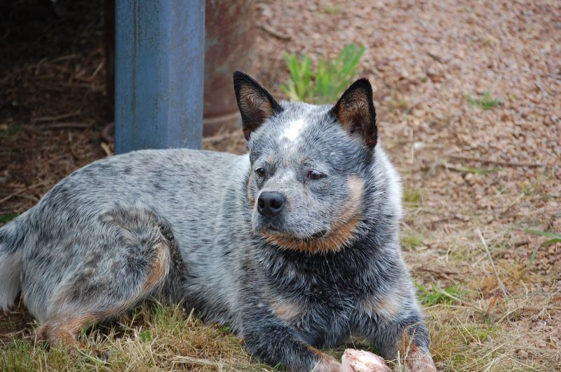 bentley mark blue heeler