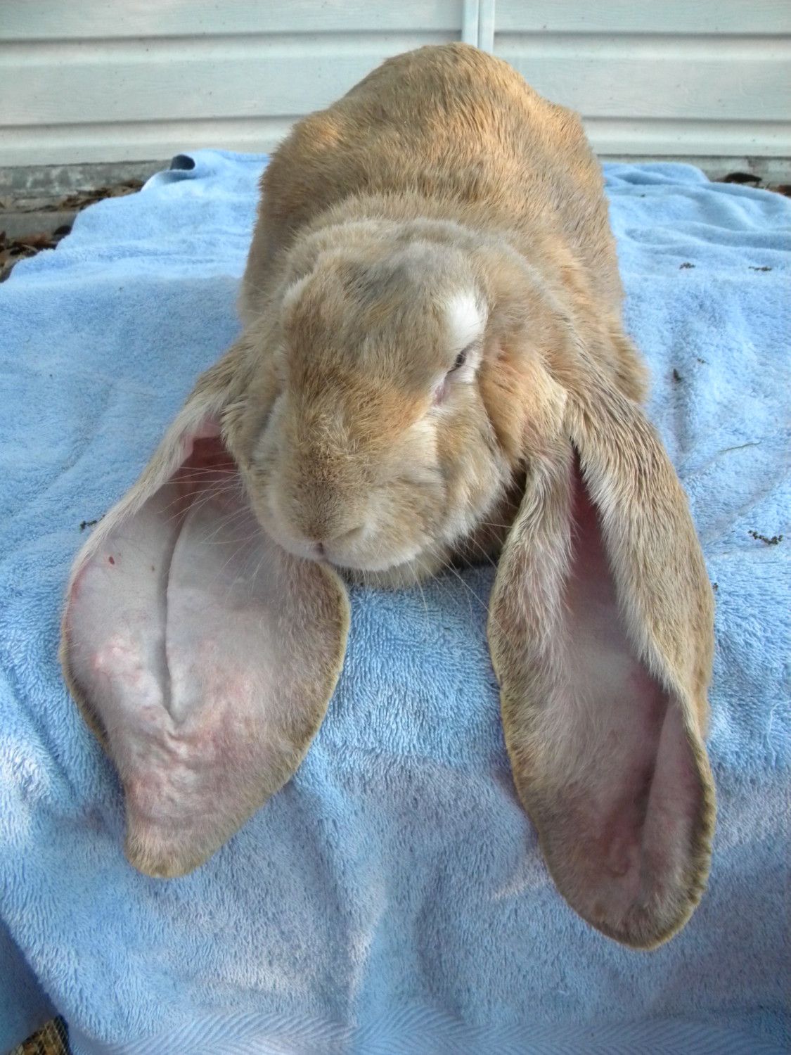 English clearance lop rabbit