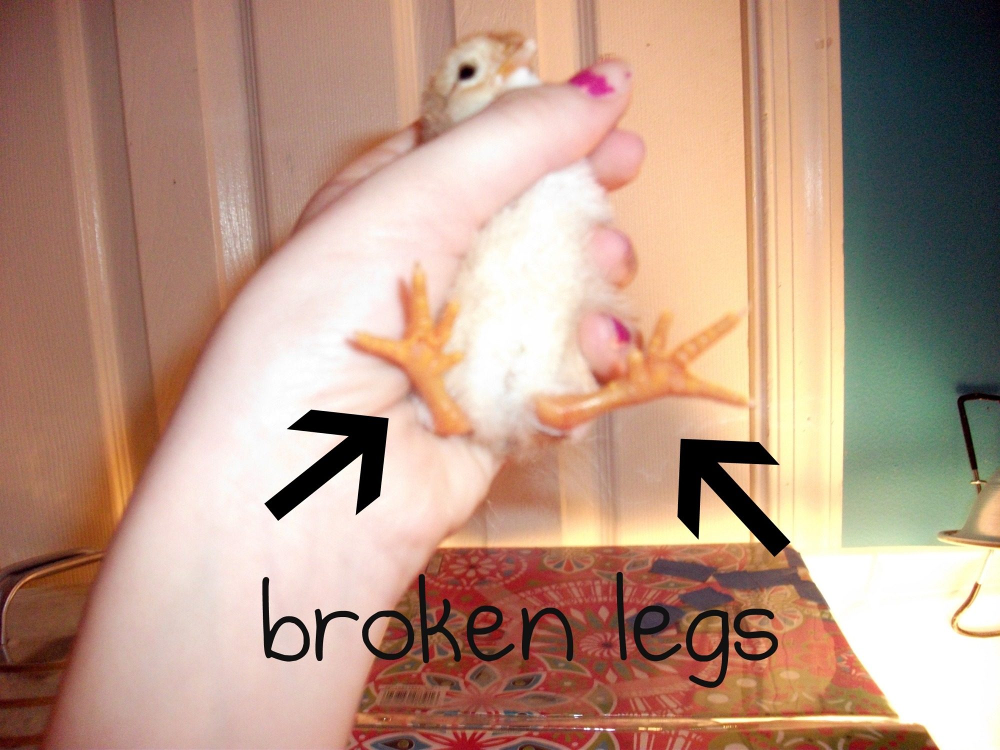 HELP BABY CHICKS HAVE BROKEN LEGS | BackYard Chickens - Learn How to Raise  Chickens